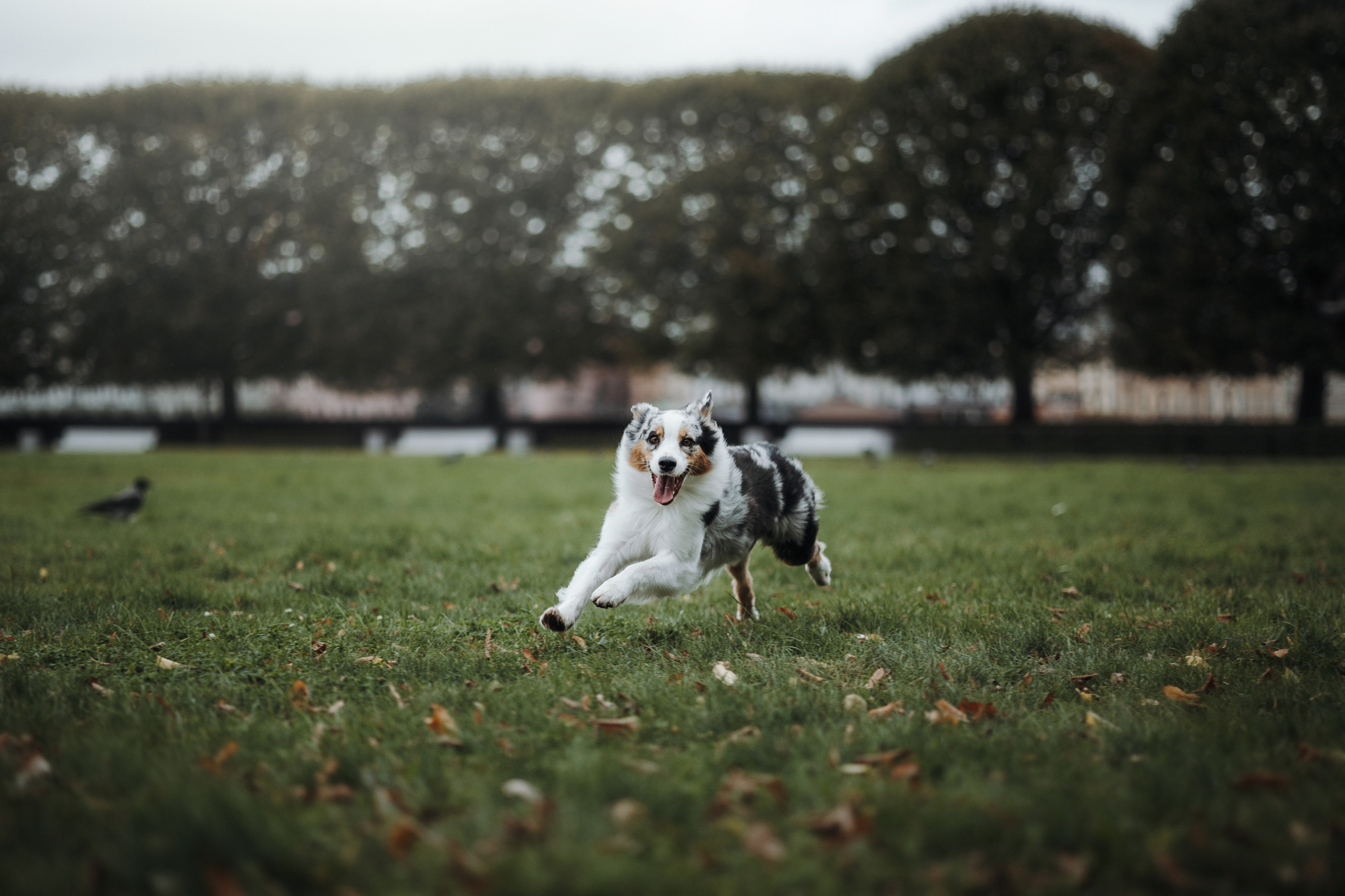 Ирина и Кайса. Фотограф — Анималист | Санкт-Петербург