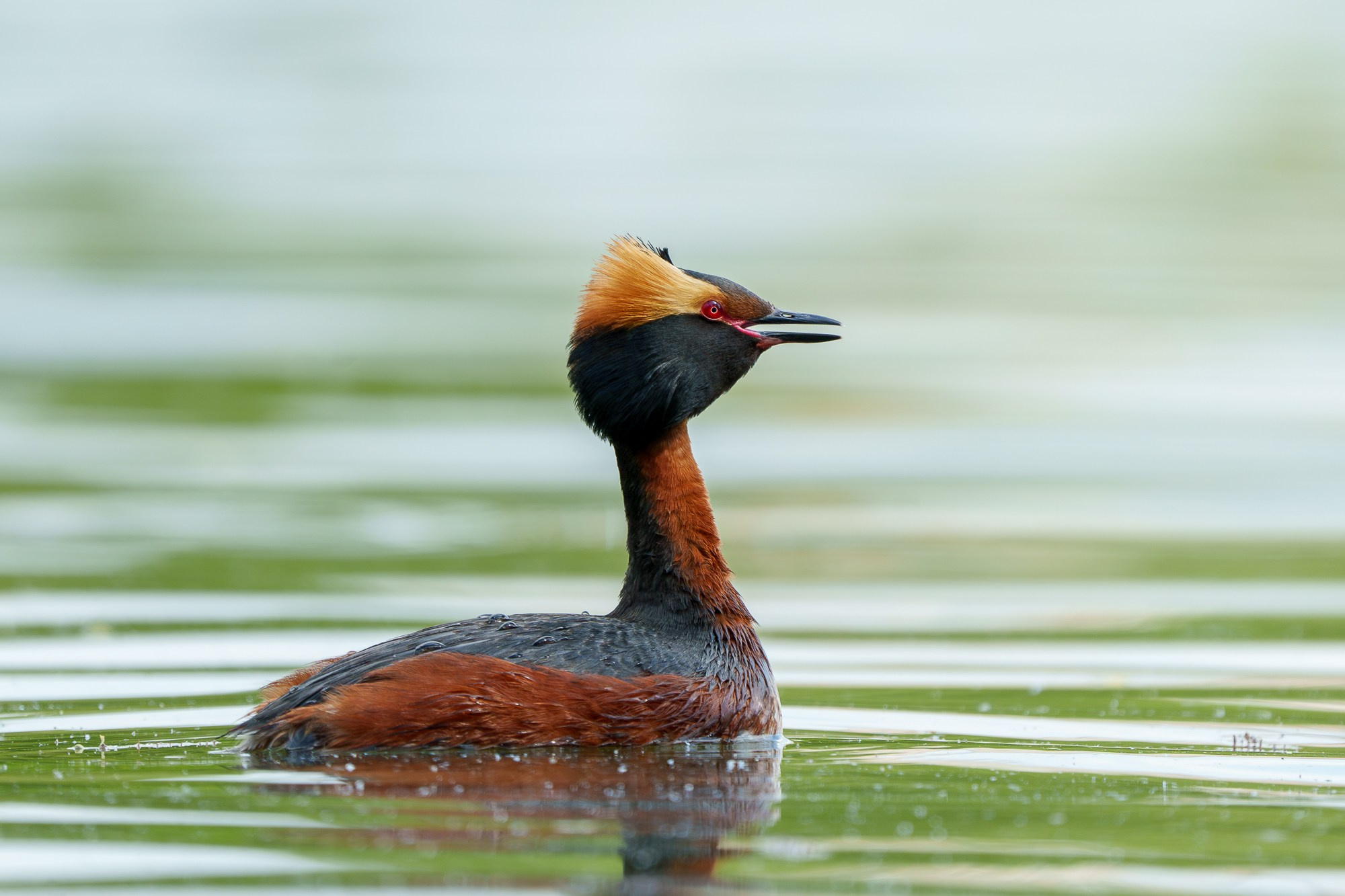 Удивительные мир птиц. Вокруг нас столько прекрасного — присмотритесь!. Ваш личный фотограф Марина Волкова