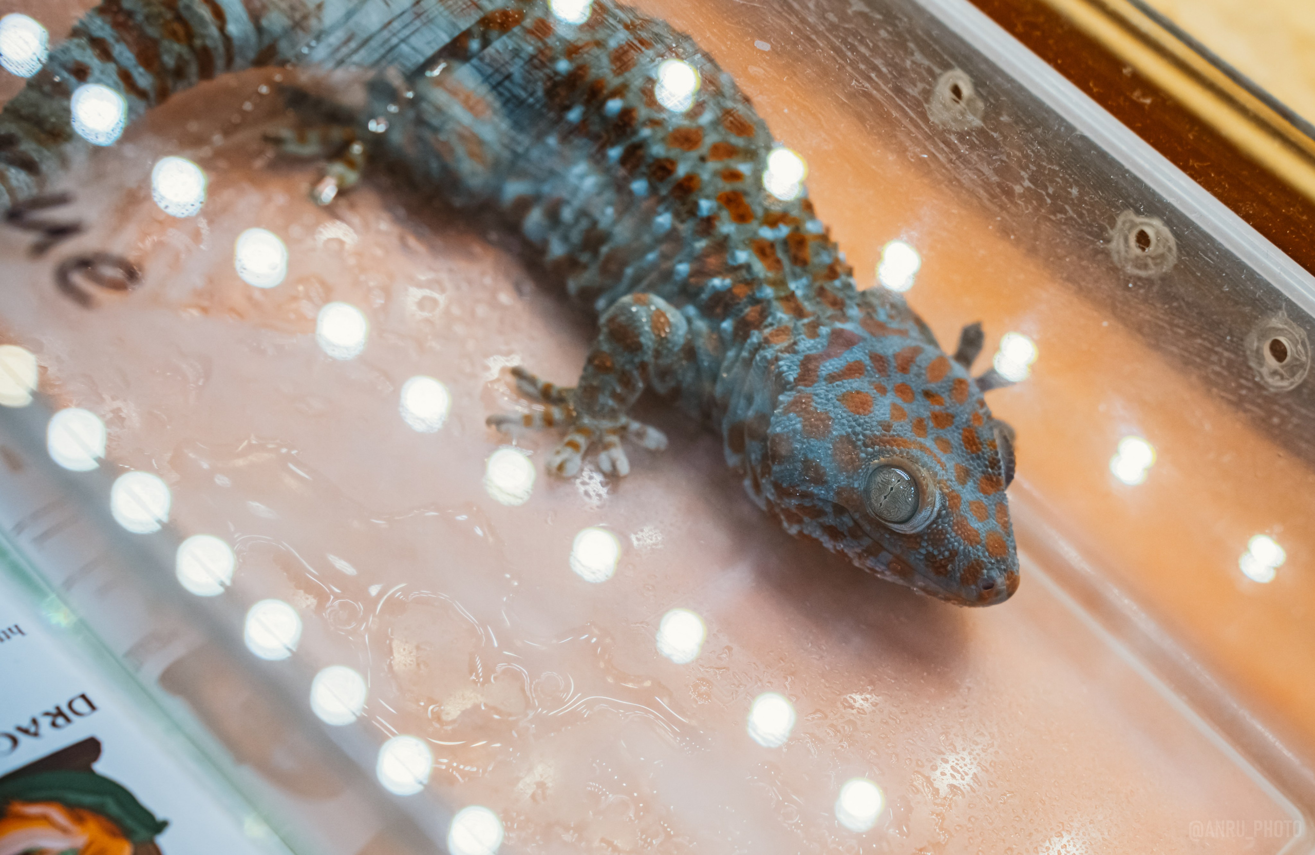 Рептилиум. Репортажный фотограф Анастасия Рубцова