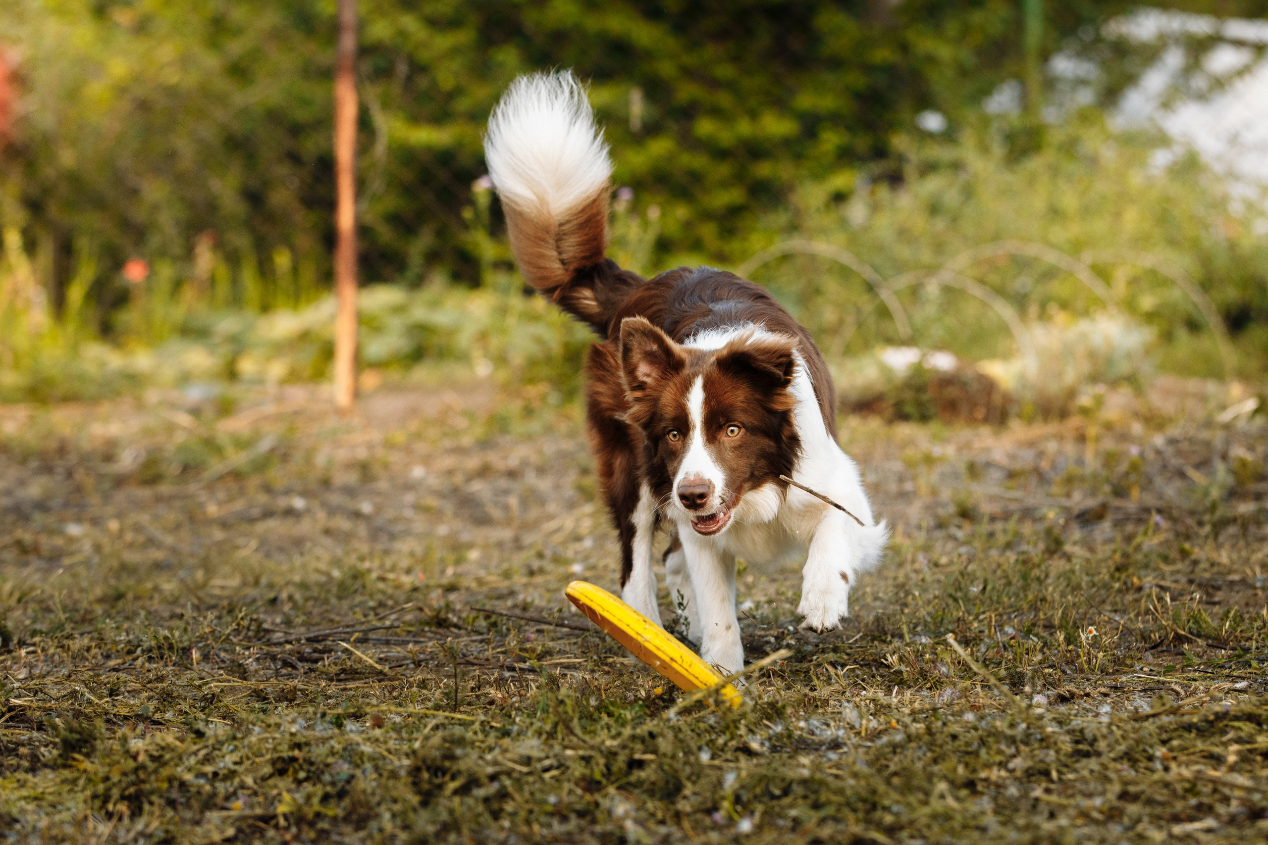 Овечий день. О нас