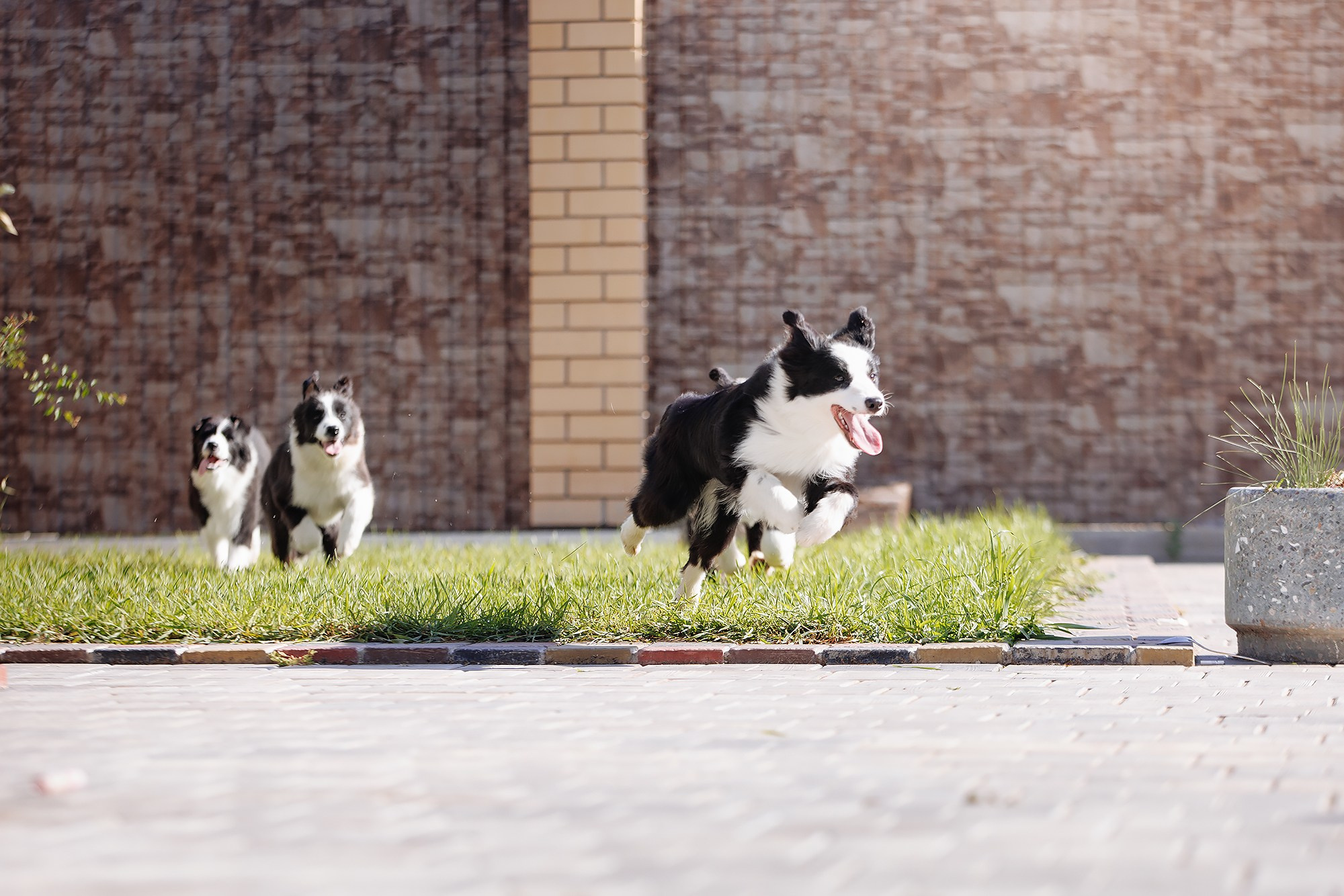 Трава у дома. О нас