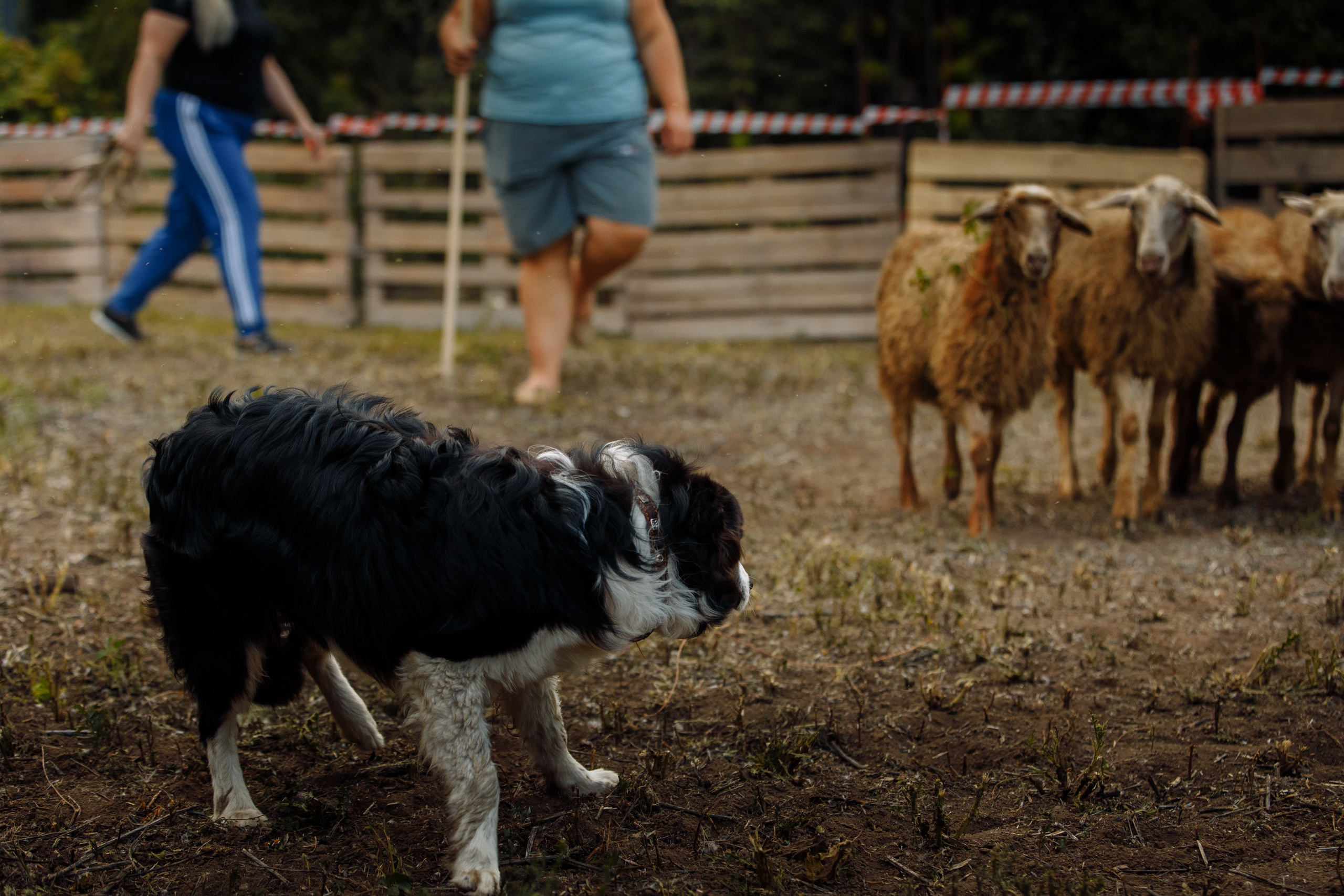 Овечий день. О нас