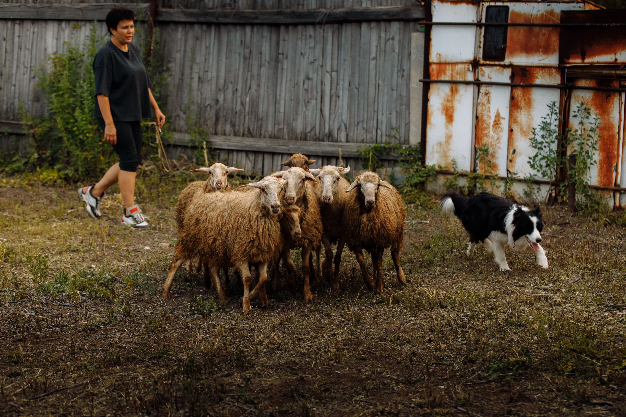 Овечий день. О нас