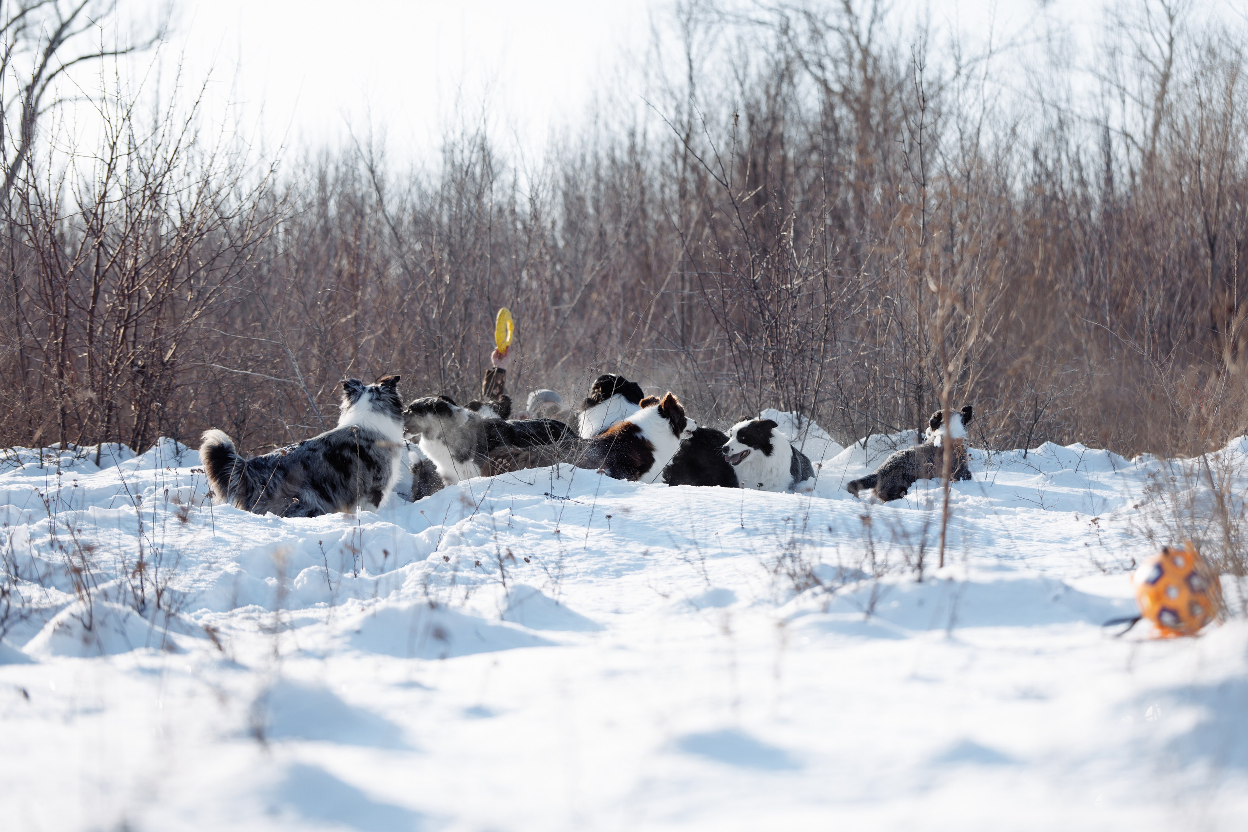 Яркий январь. О нас