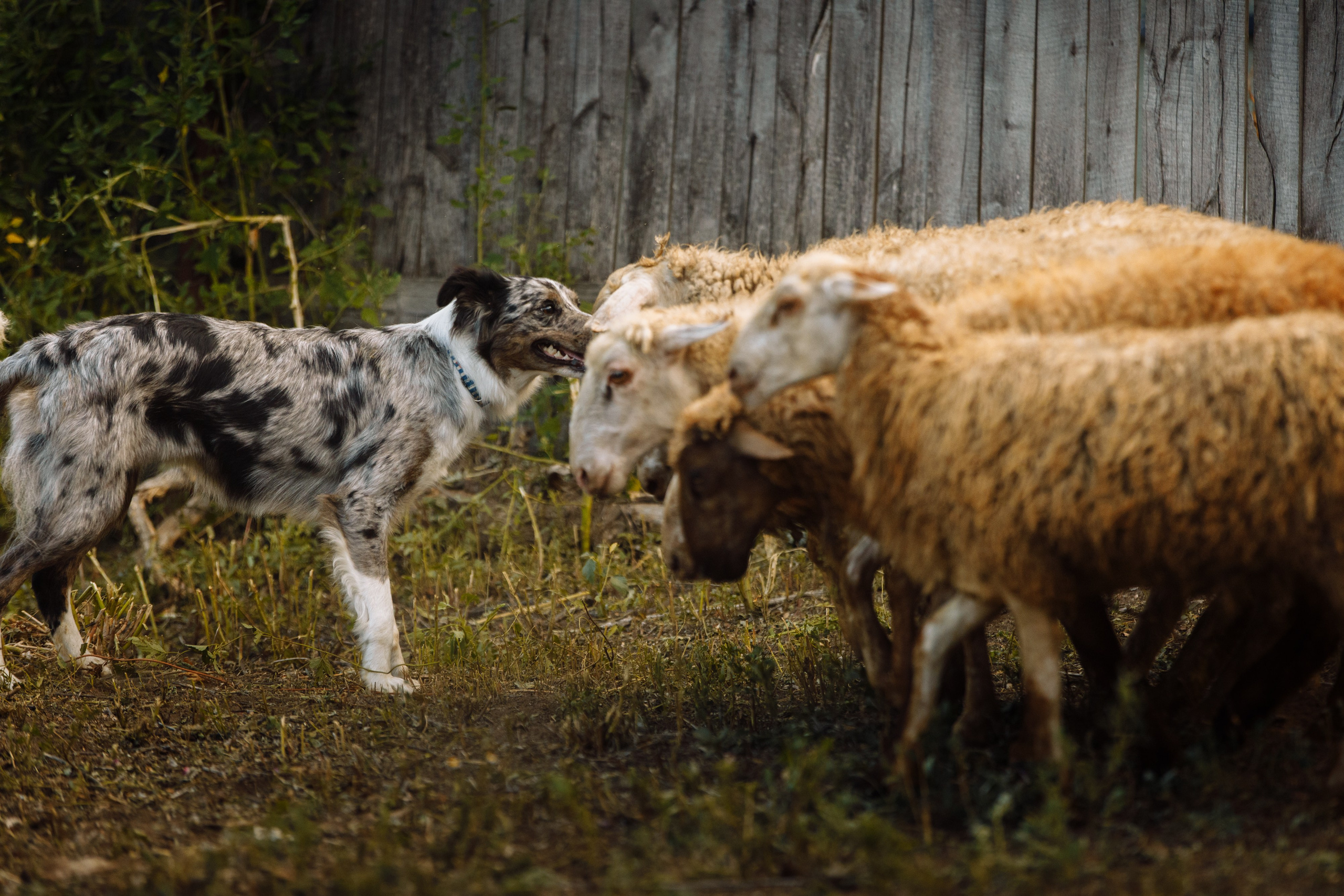 Овечий день. О нас