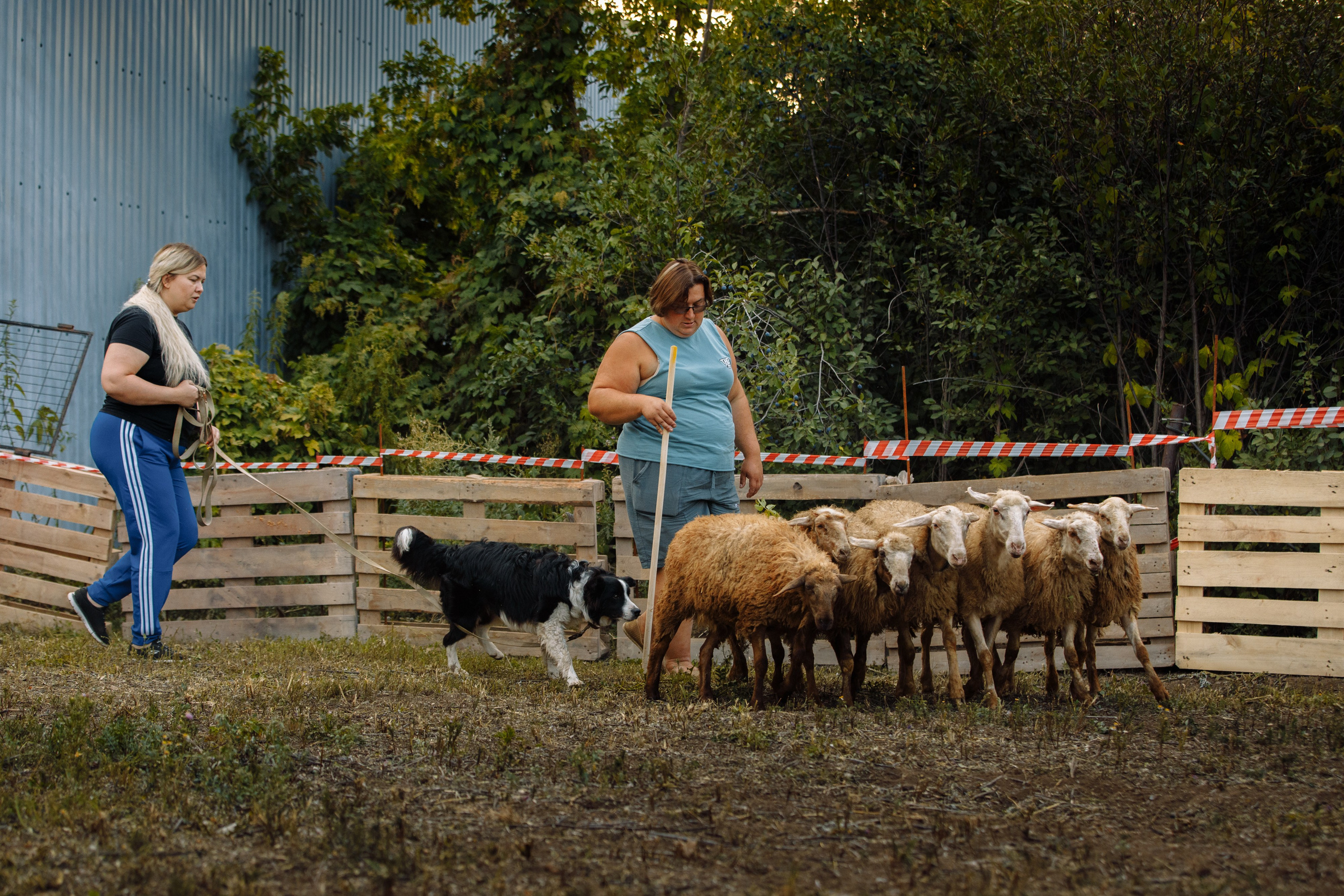 Овечий день. О нас