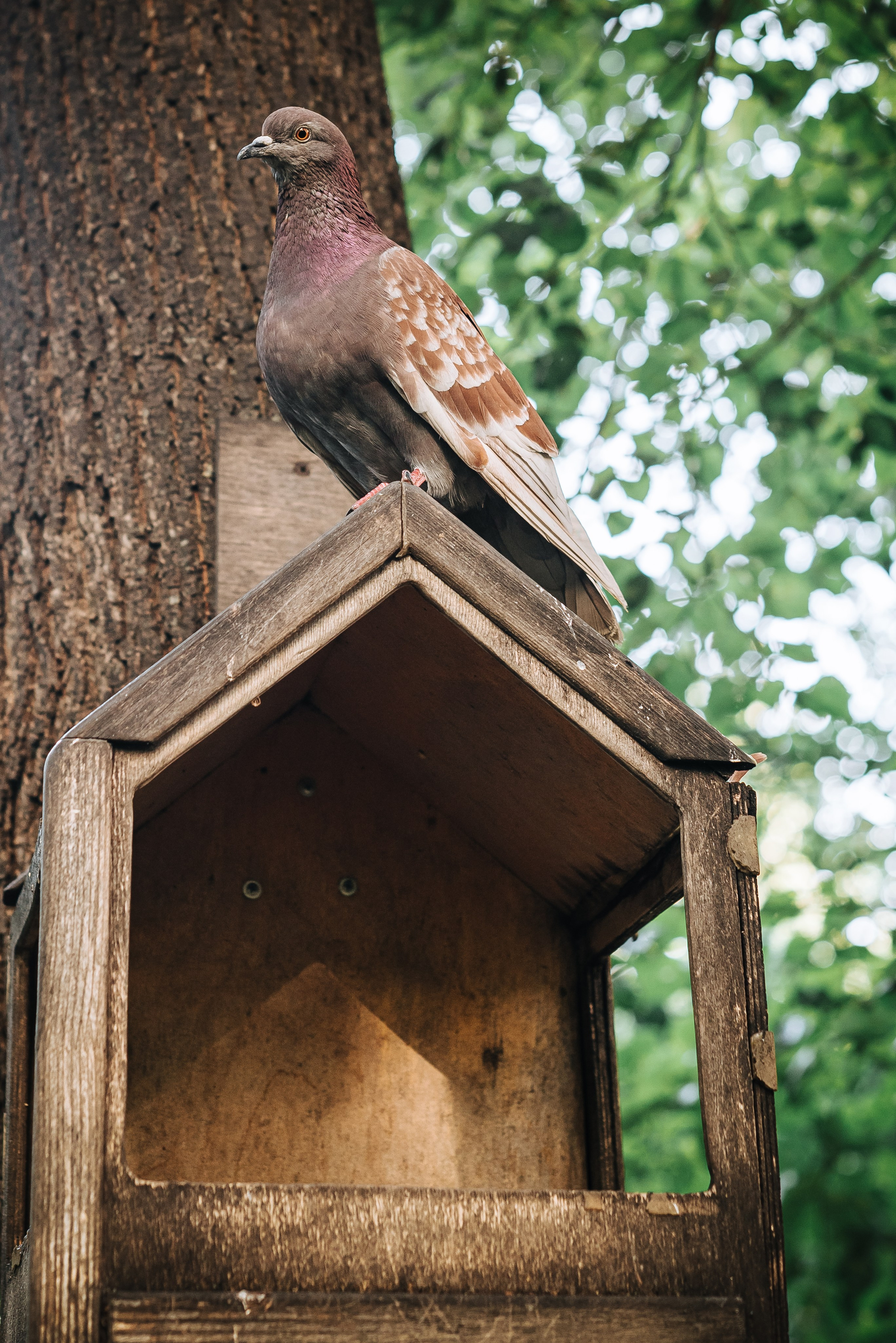 Животные. Фотограф Карина Шарова Москва