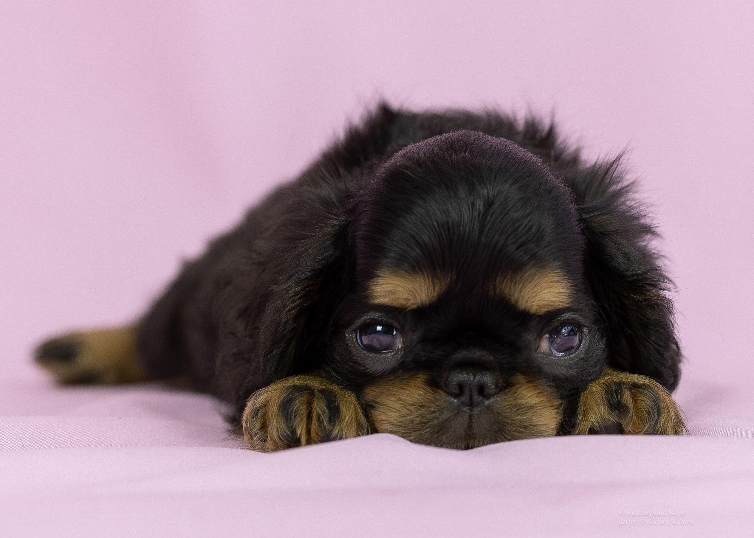 Студия. Главная