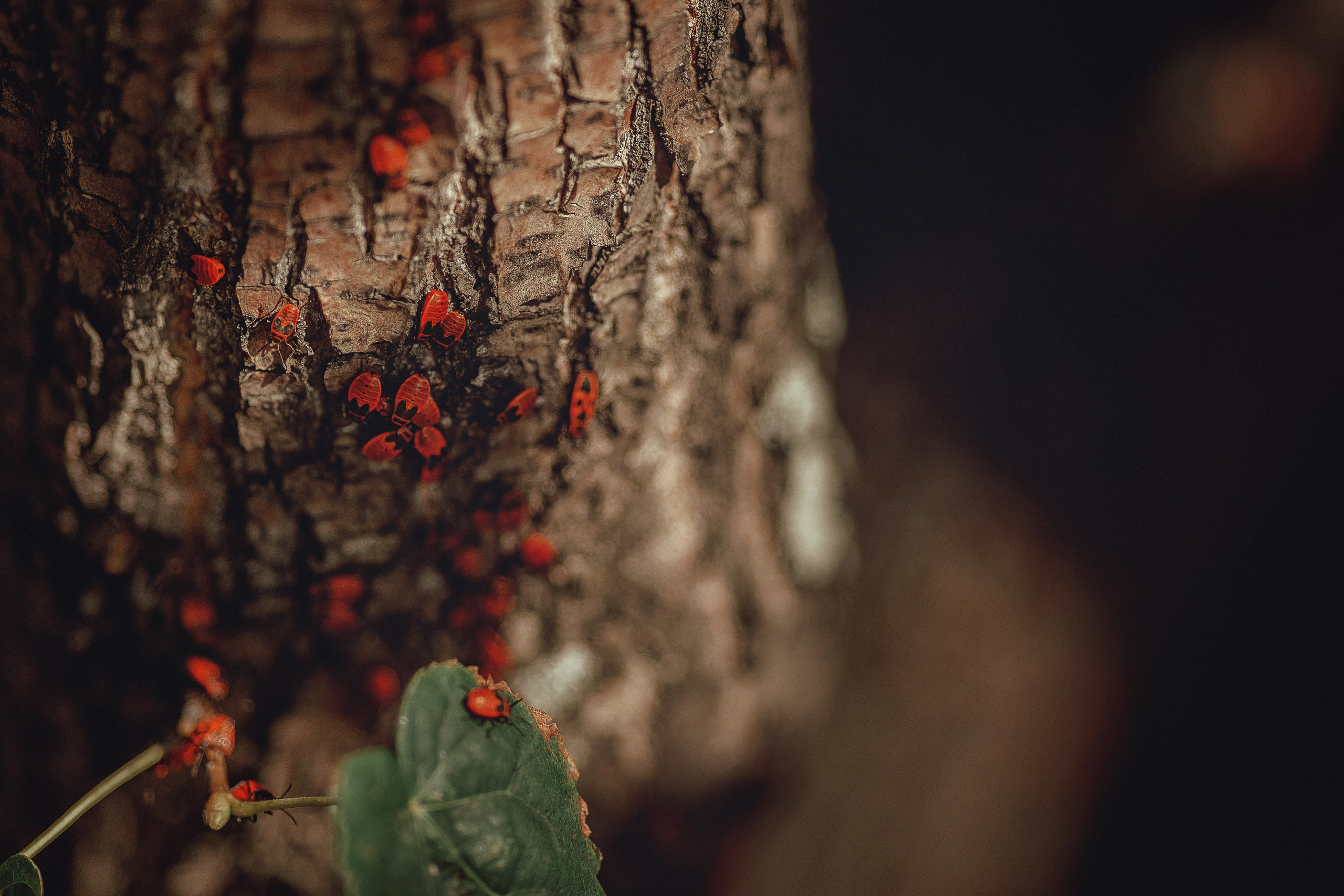 Сладкий арбуз. Семейный фотограф в Новосибирске Екатерина Сафронова