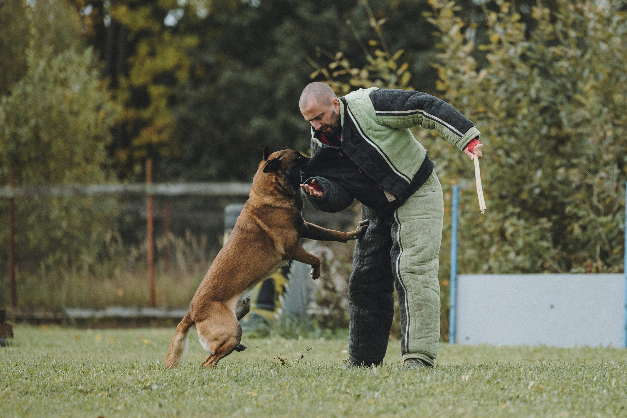 Испытания по мондьорингу г. Пушкин 29.09.2024. Фотограф-анималист Анна Маринич