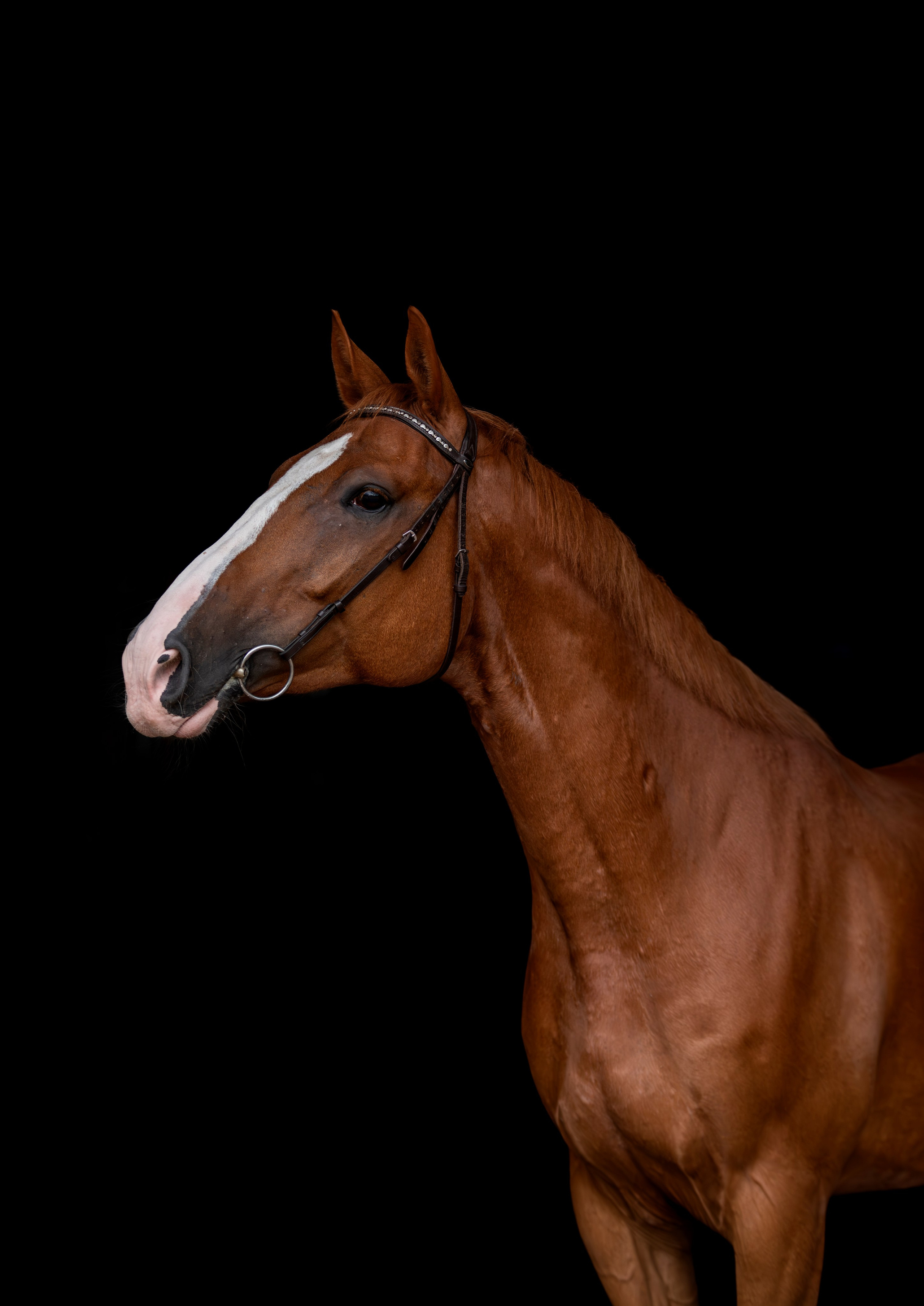 Лошади на свободе, съемка лошадей, экстерьерная съемка, фотосессия