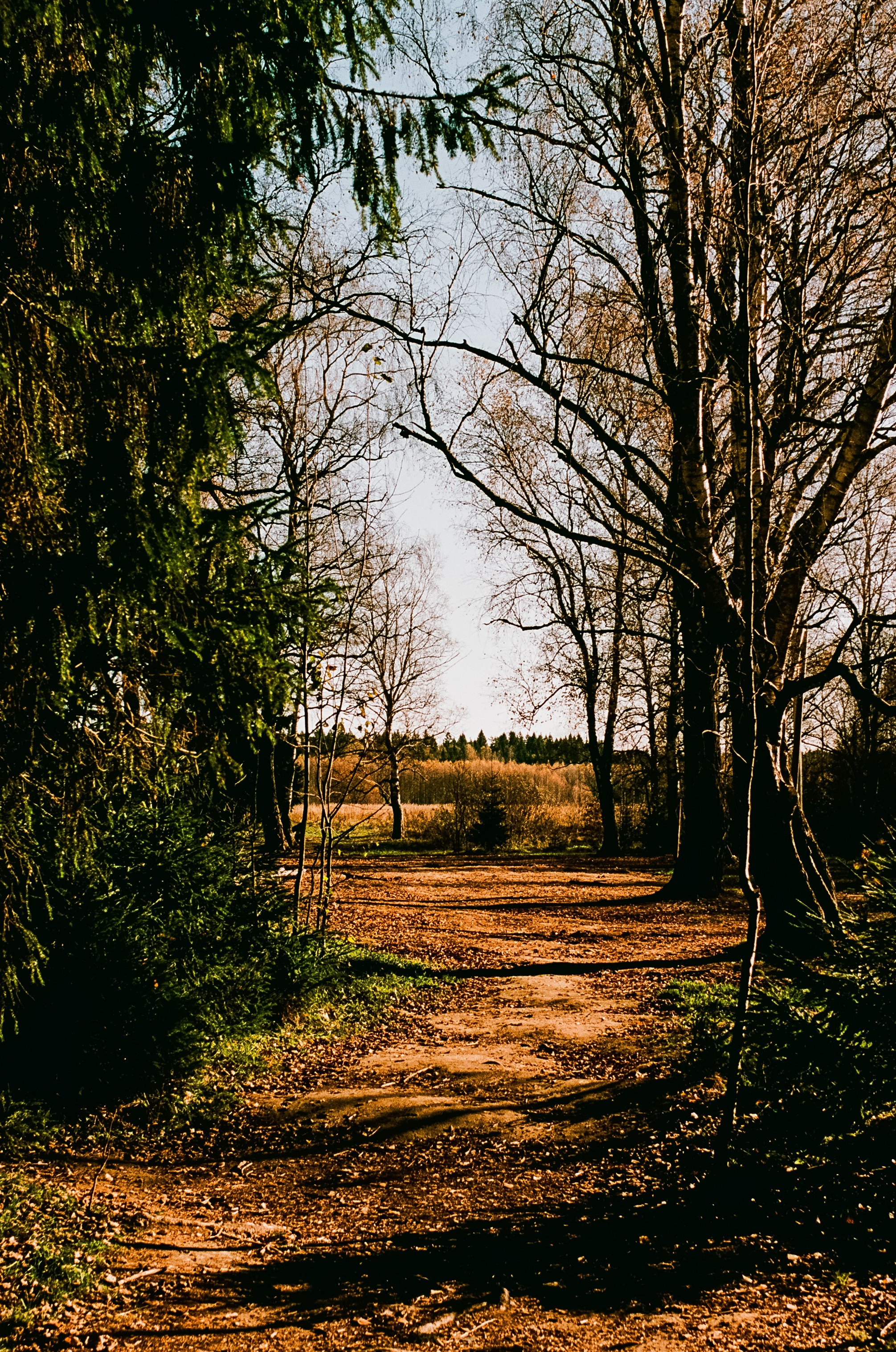 Nikon F100 — Mamiya (645) Sekor C 45 mm f2.8 и Macro 80 mm f/4