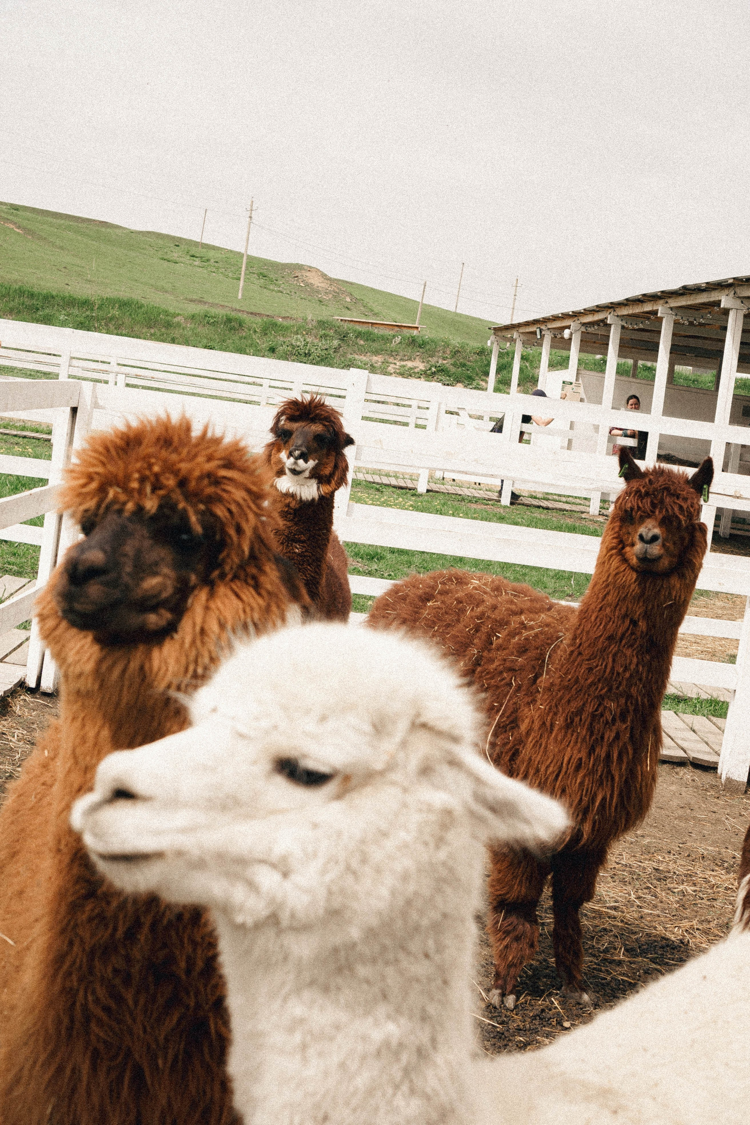Ферма Альпак. Профессиональный фотограф, Санкт-Петербург — Виктория Богомолова