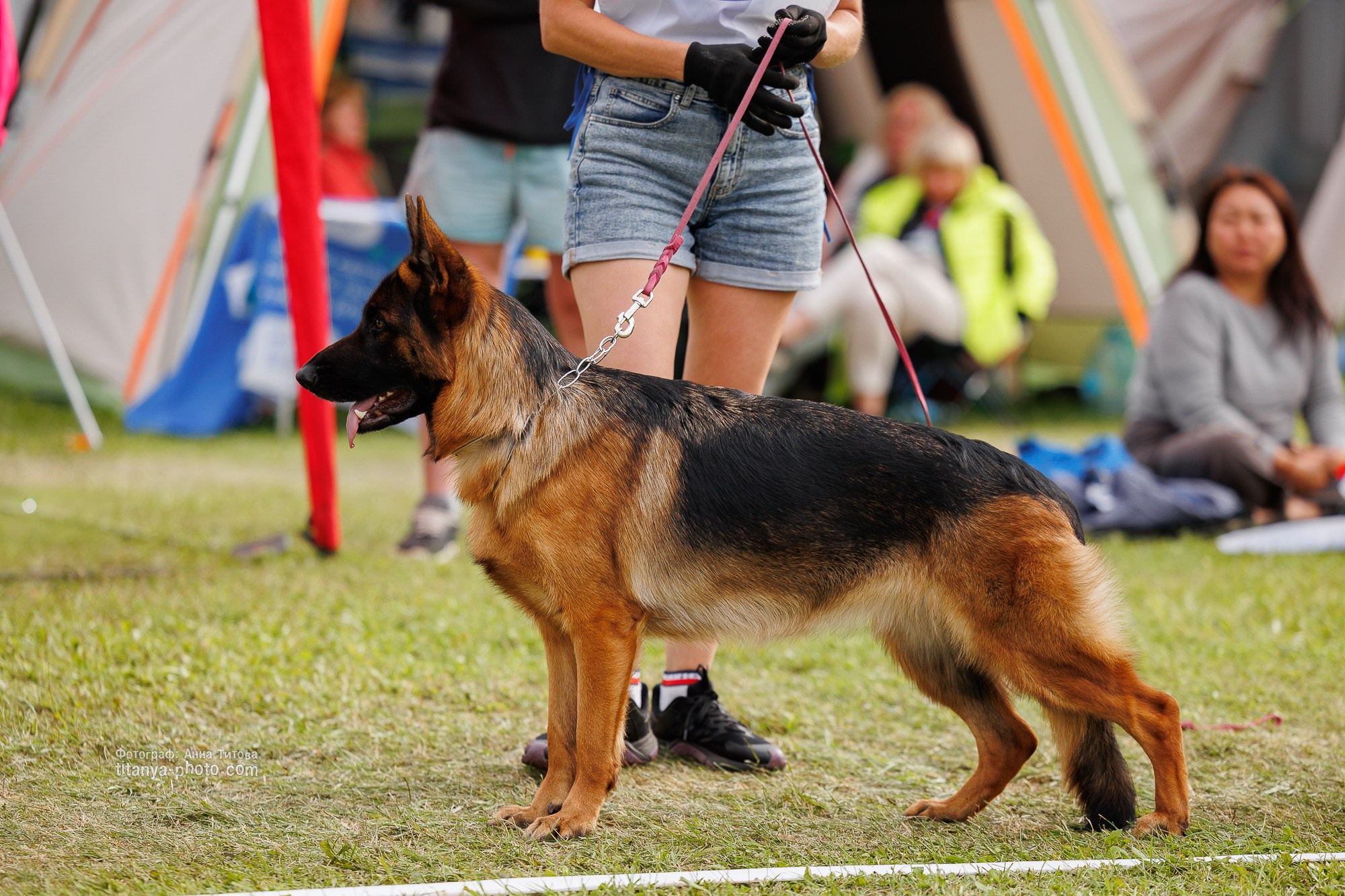 Немецкие овчарки: фото из рингов и вне ринга, мутпроба (фотографии с выставок). Фотограф собак, фотограф-анималист Аня Титова (Titanya). Москва