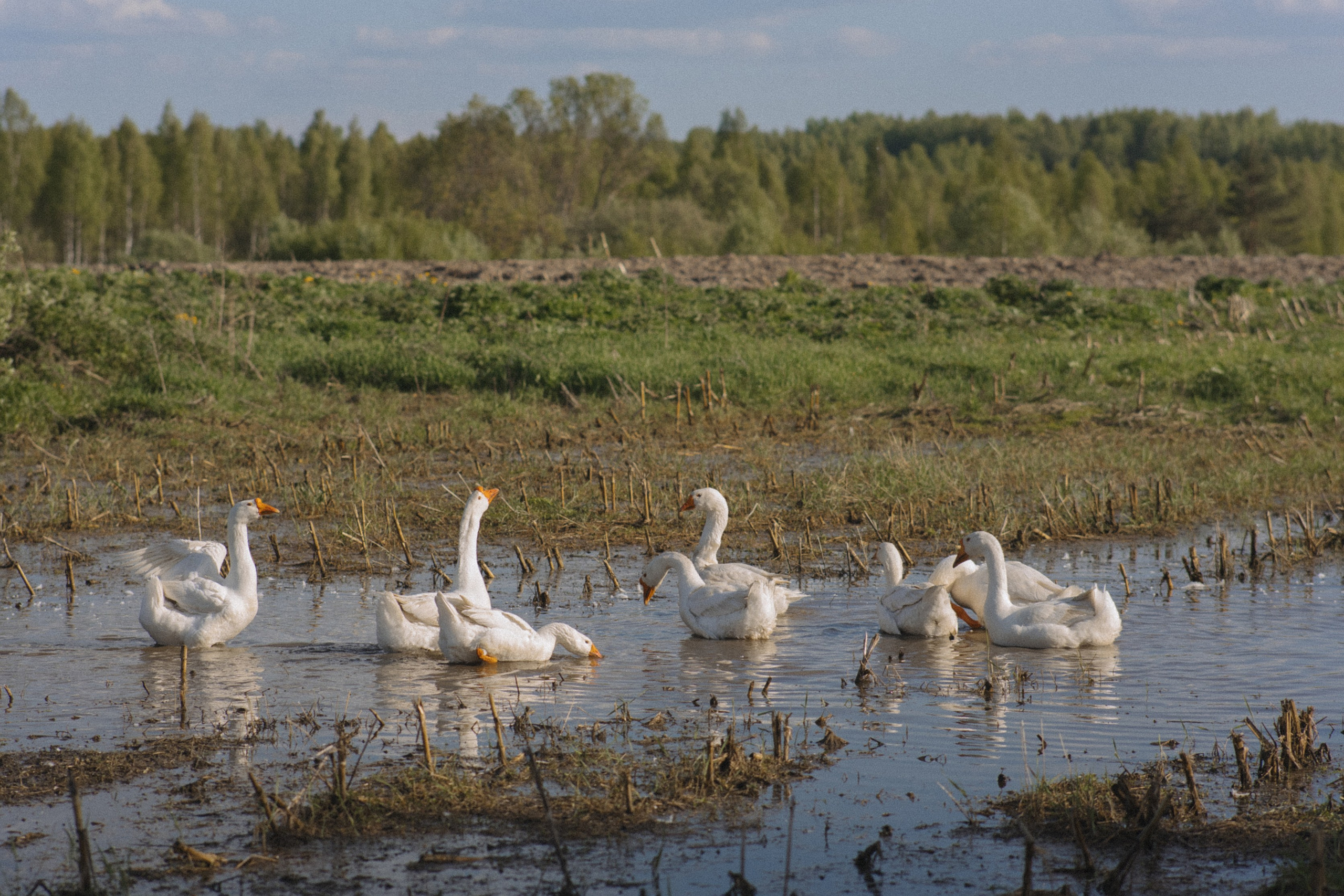 Индивидуальные уличные серии