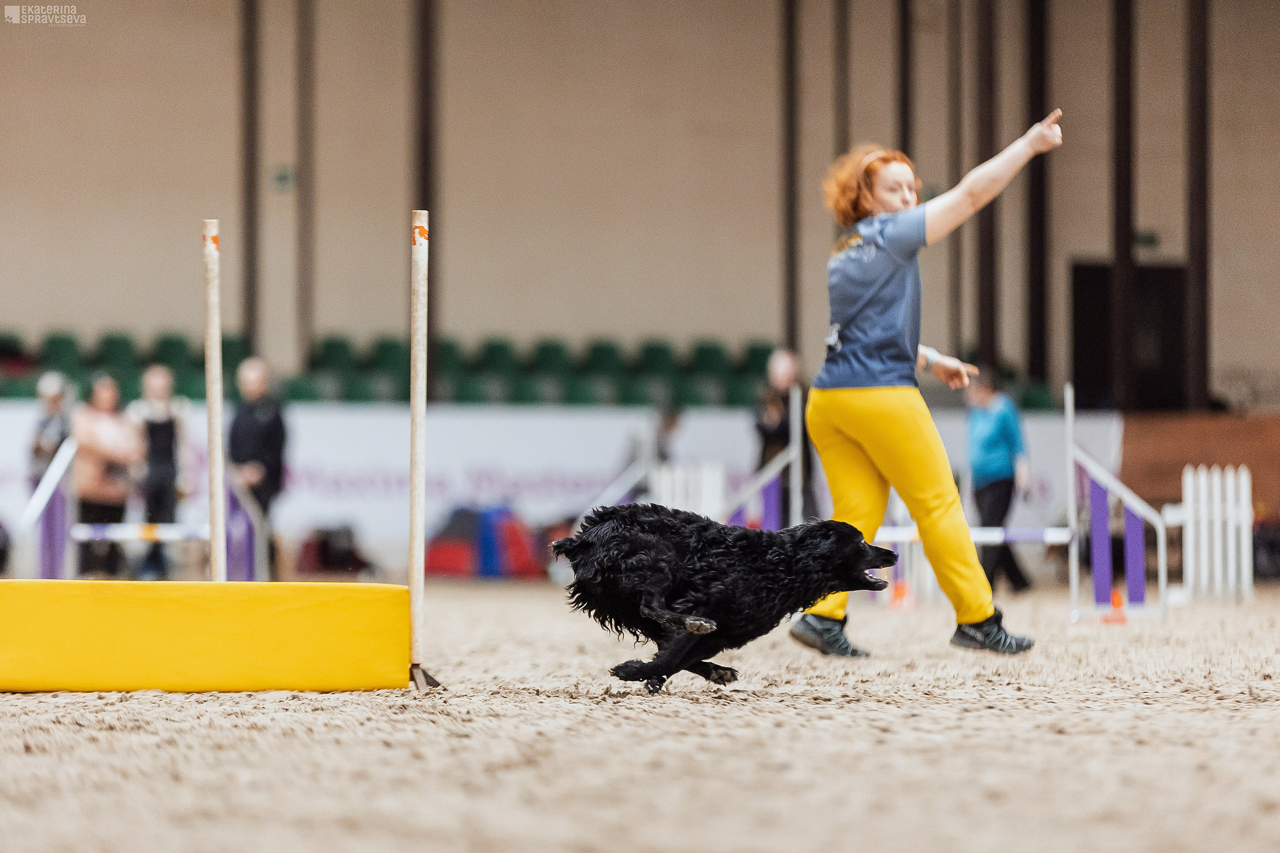 ЧРКФ Аджилити в Максима. Фотограф Анималист Екатерина Справцева в Нижнем Новгороде