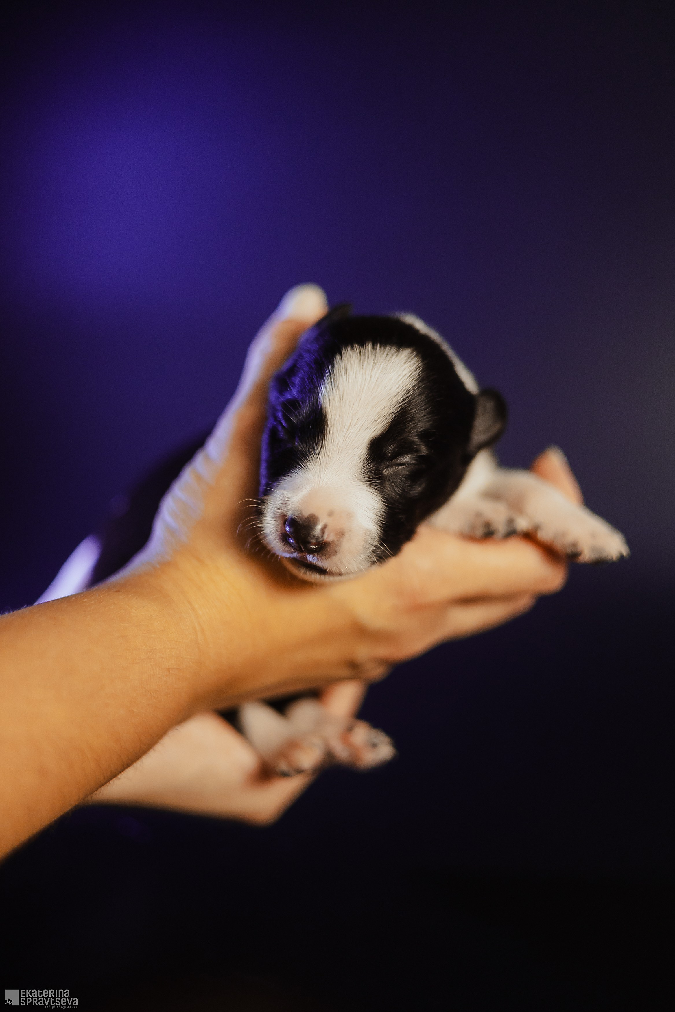 Щенки бордер колли от Ап х Ра. Фотограф Анималист Екатерина Справцева в Нижнем Новгороде
