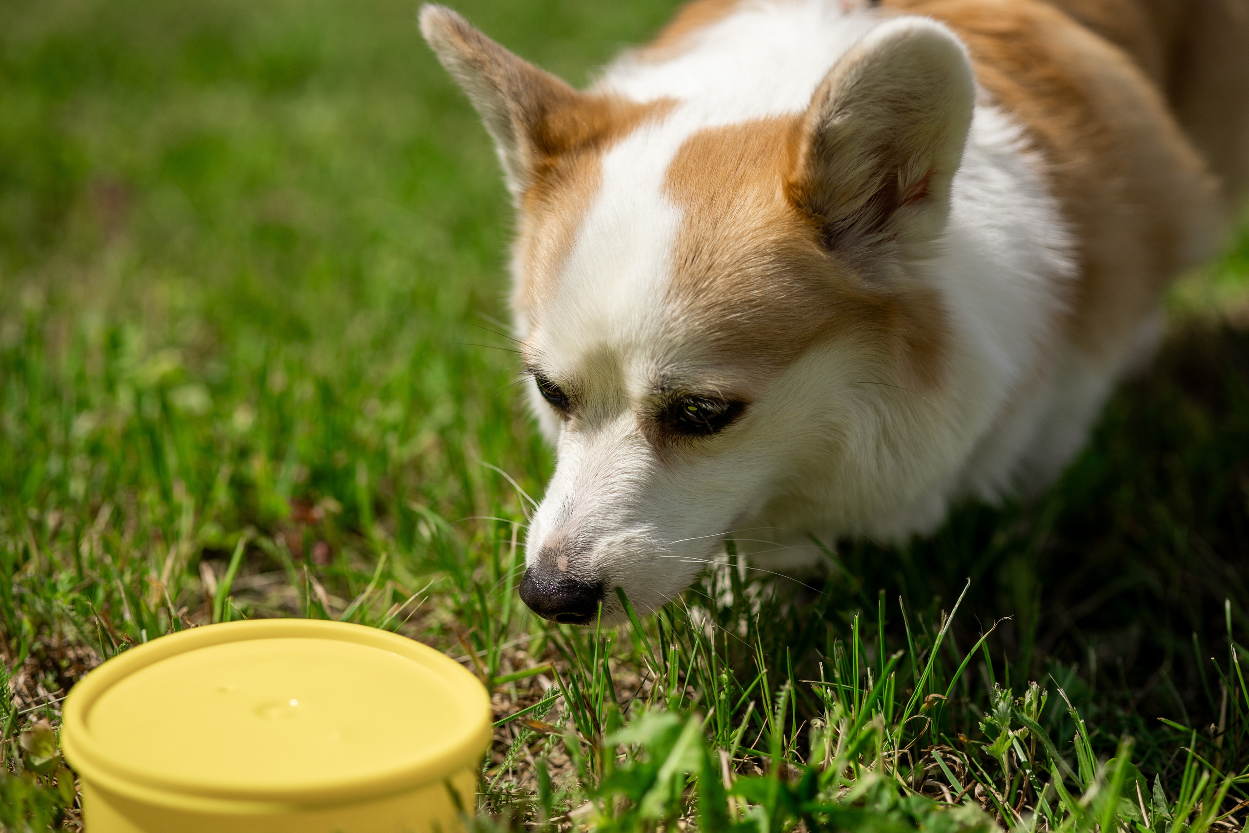 Репортаж по Ноузворку. Анастасия Белаш