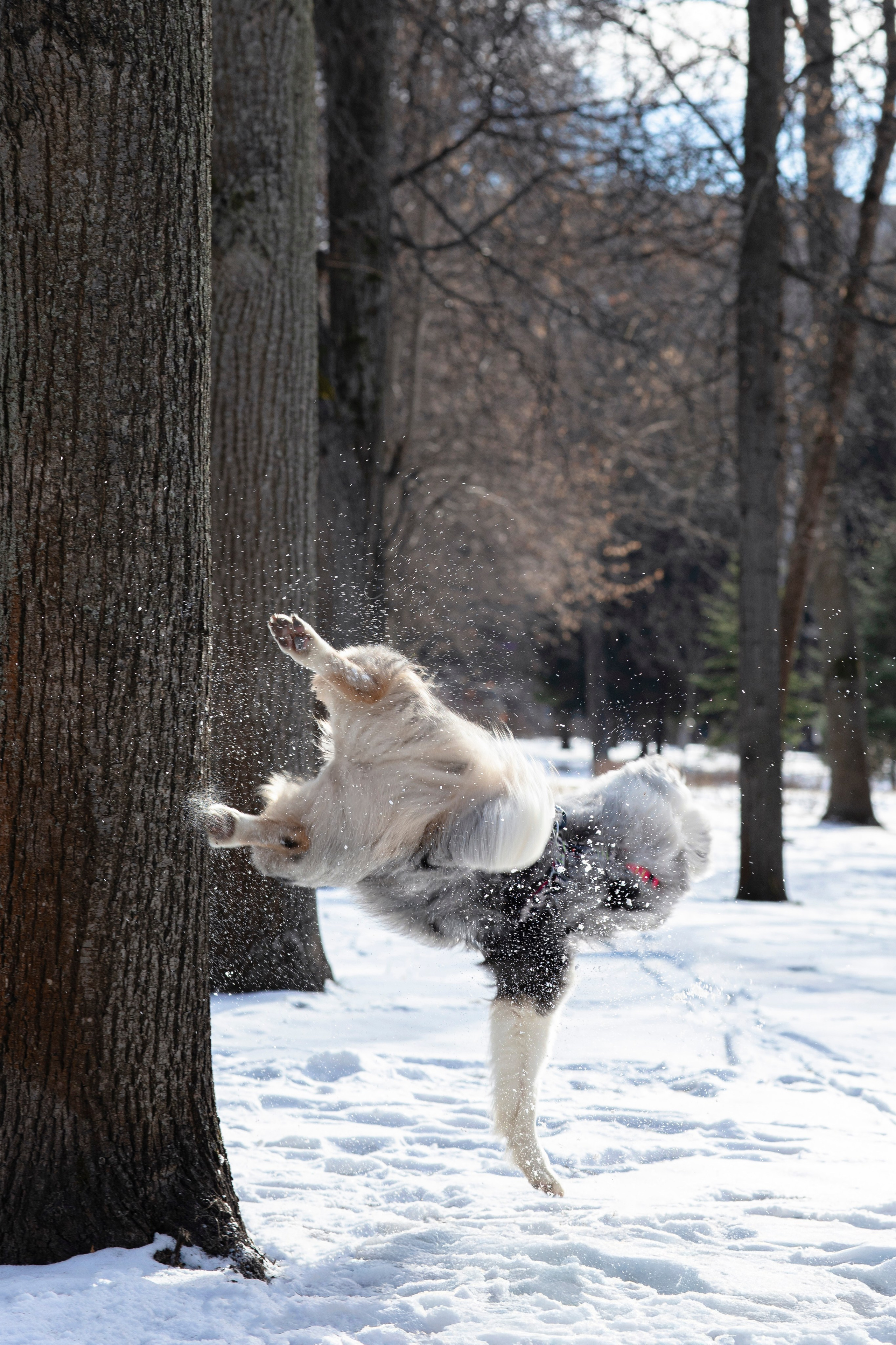 Съемка с собакой. Анастасия Белаш