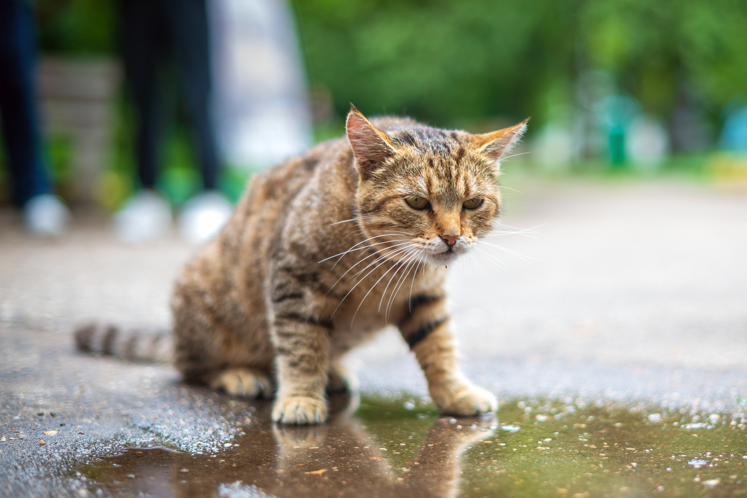 Животные. Фотограф в Москве Демьян Лопатов