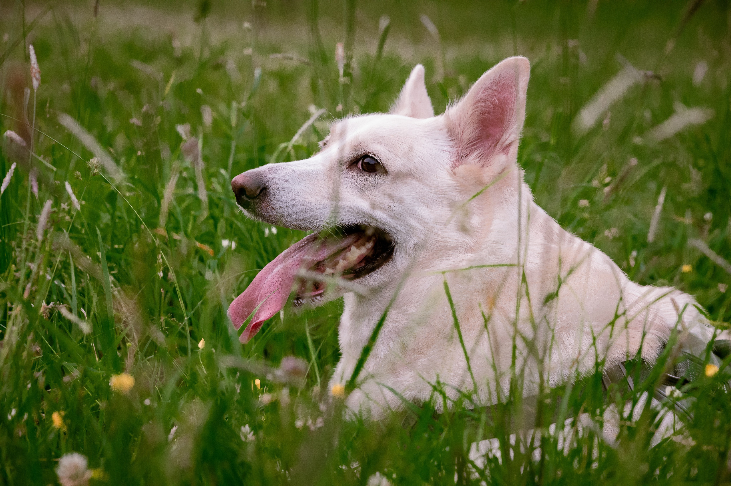 Собаки. Фотограф-анималист в Санкт-Петербурге Анастасия Иванова