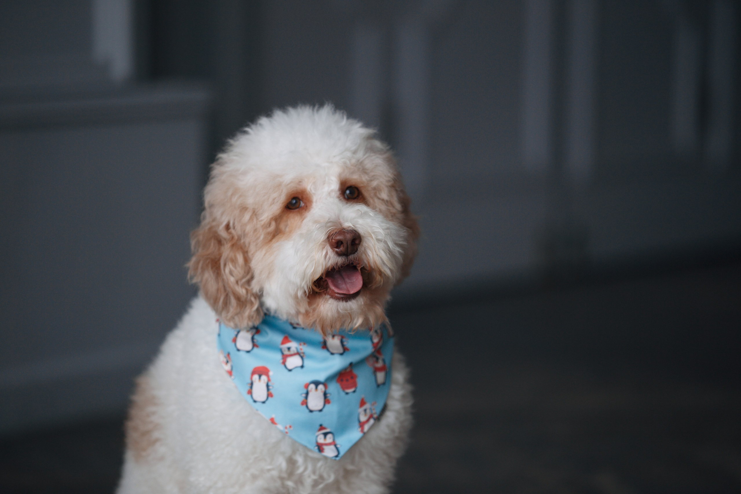 Bmbh лежанки и адресники. Фотограф анималист Кристина Карпова, Москва