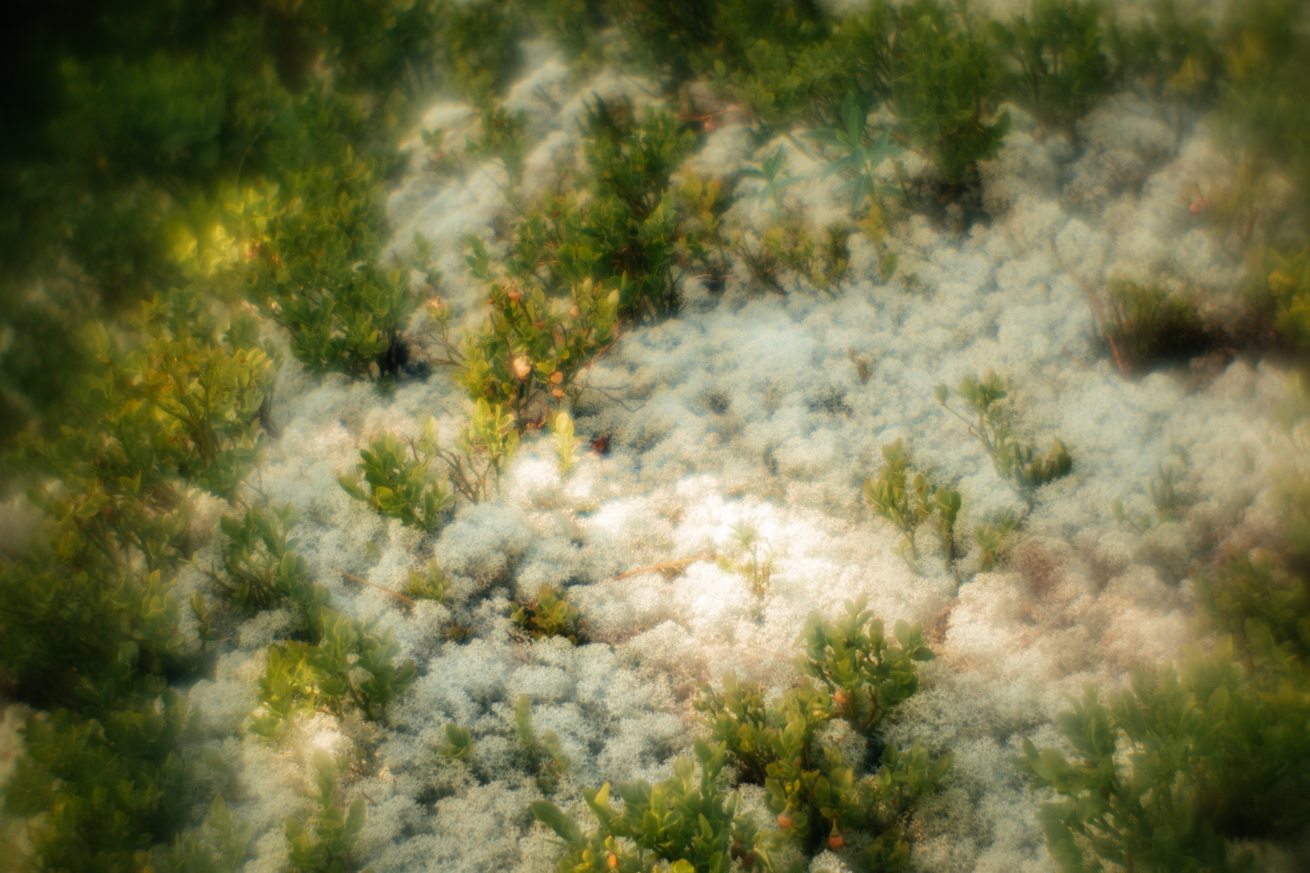 Ловец снов. Фотограф в Красноярске Оксана Корчагина