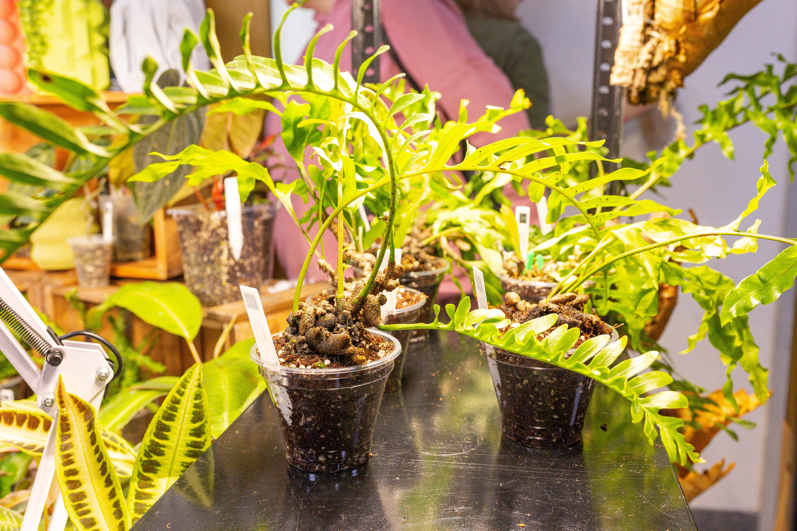 Монстериум 11–12 октября. Александра Куликова фотограф, Москва