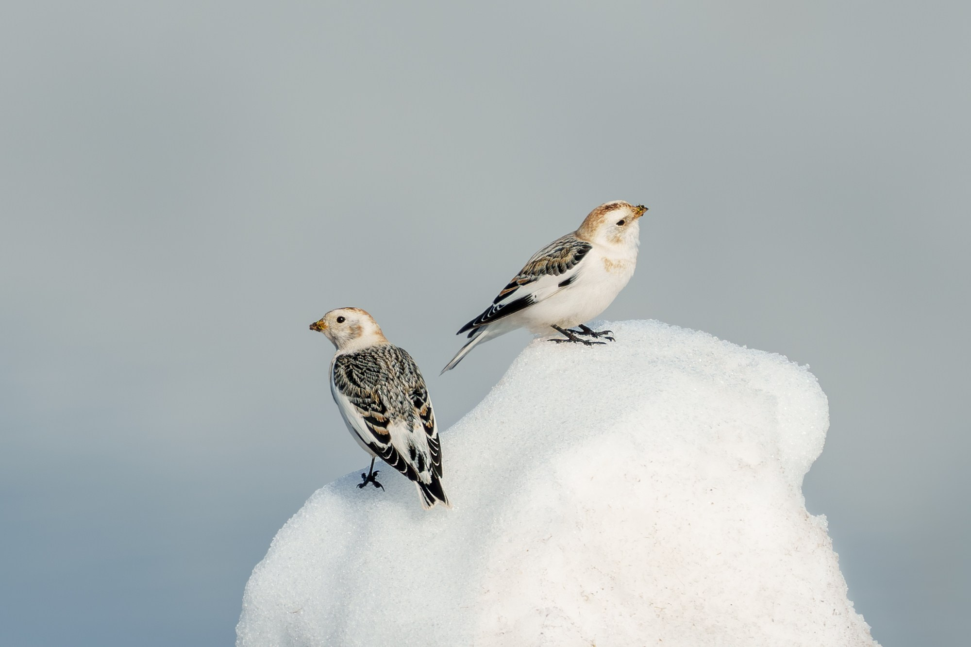 Удивительные мир птиц. Вокруг нас столько прекрасного — присмотритесь!. Ваш личный фотограф Марина Волкова