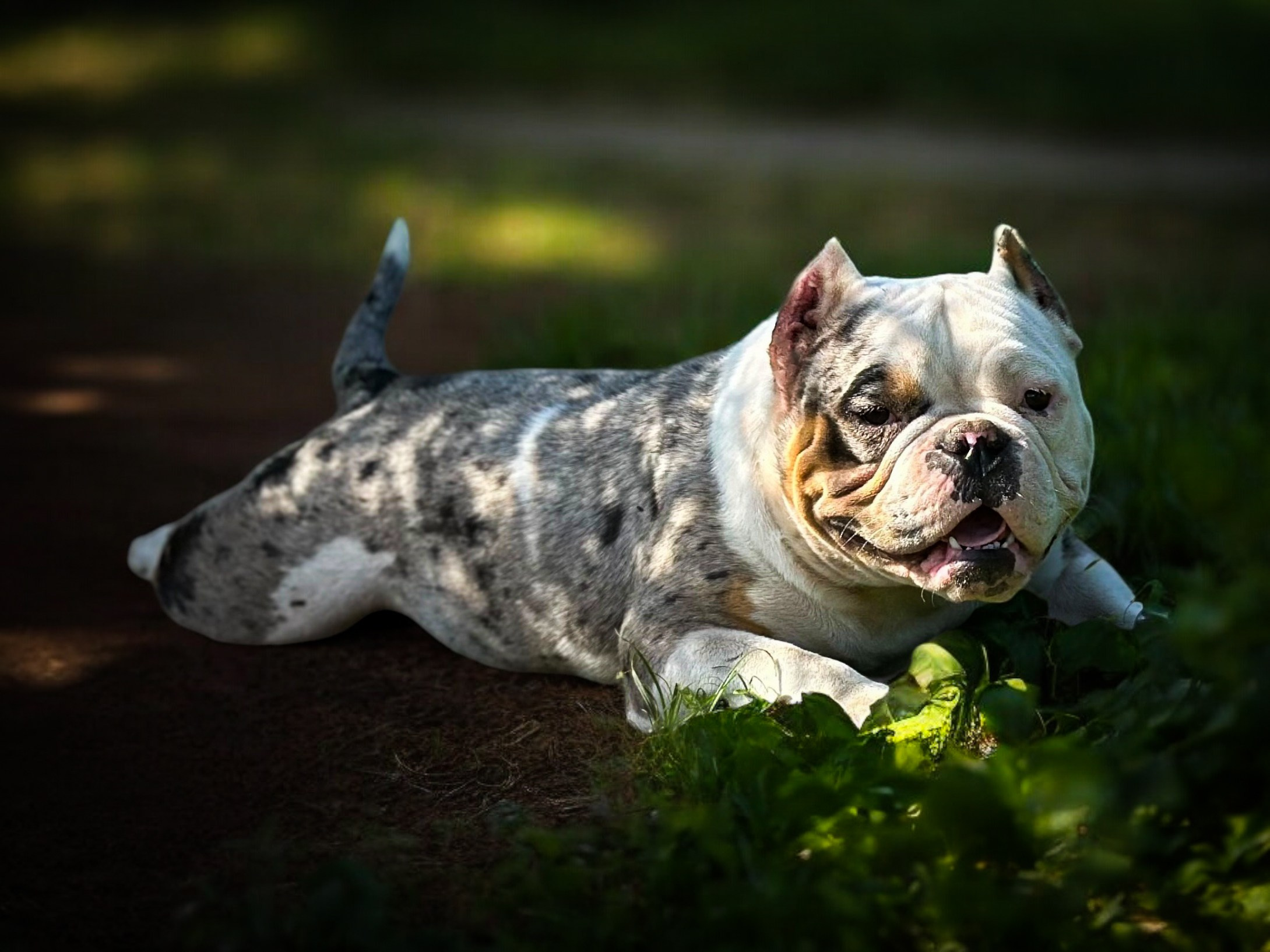 Питомник американских булли Bounty Pride Bully