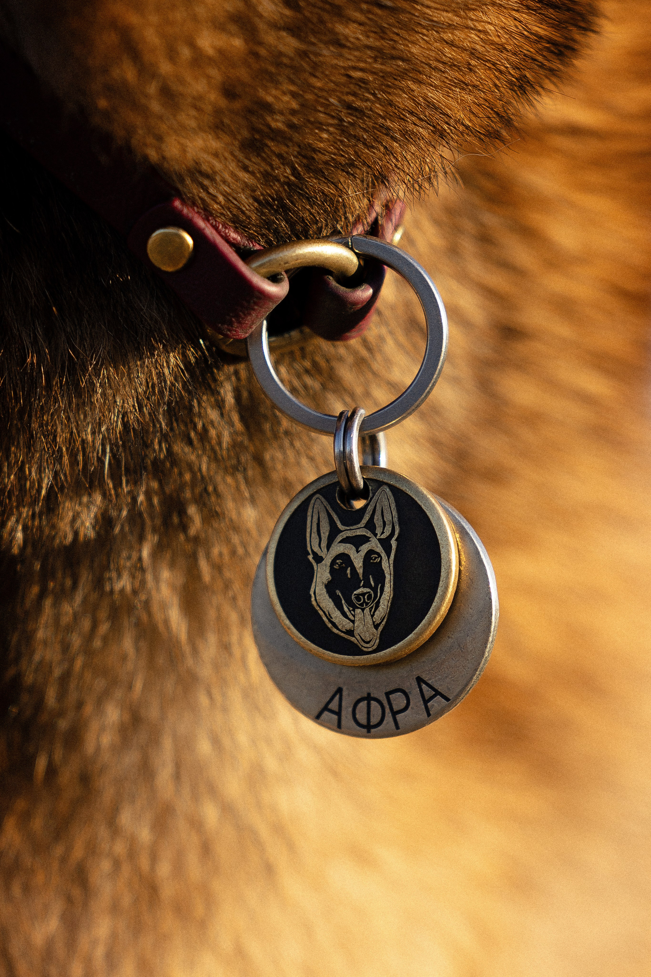 Женя, Афра и Молли. Фотограф и видеограф анималист Аганина Дарья