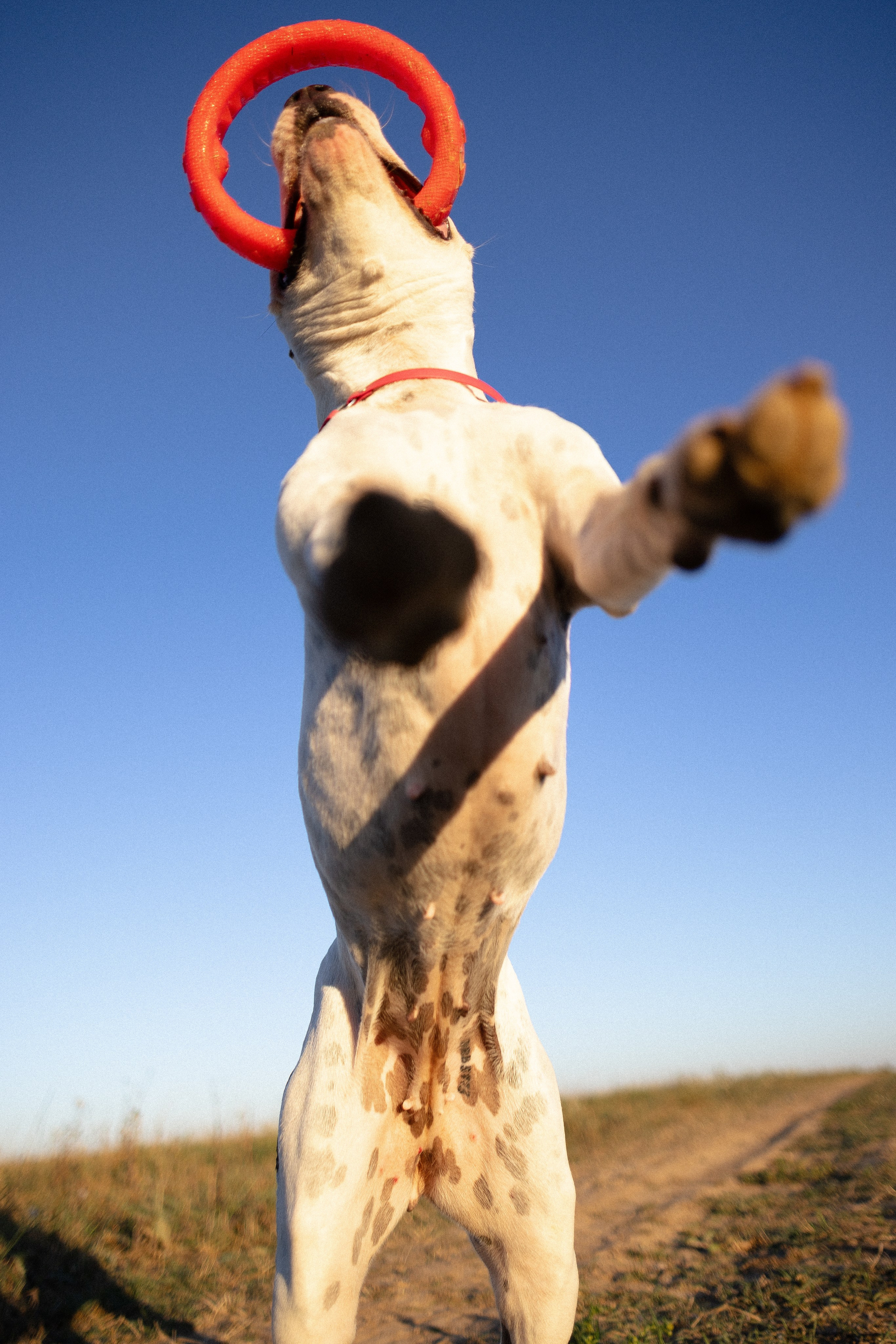 Женя, Афра и Молли. Фотограф и видеограф анималист Аганина Дарья