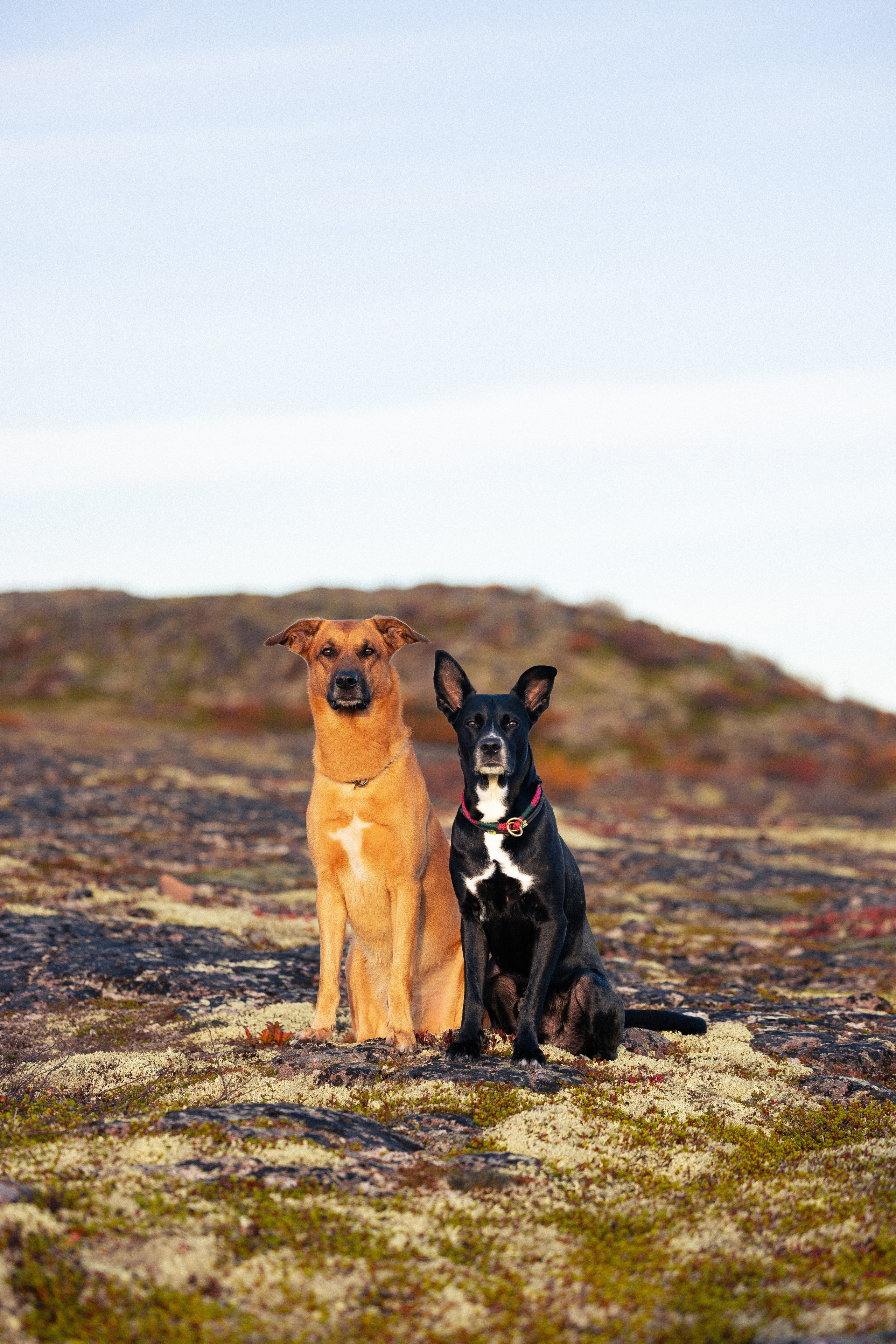 Кольский. Фотограф и видеограф анималист Аганина Дарья