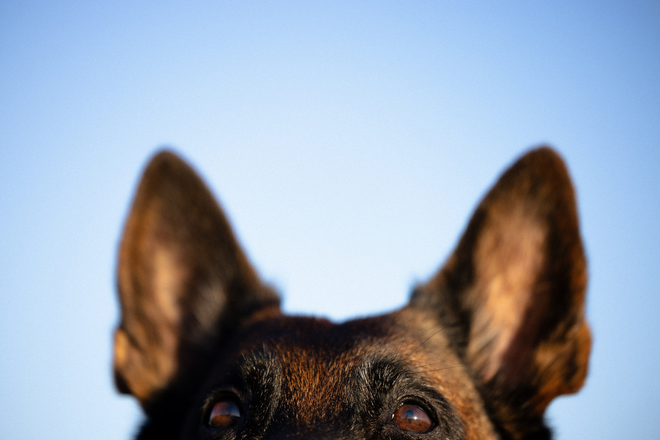Женя, Афра и Молли. Фотограф и видеограф анималист Аганина Дарья