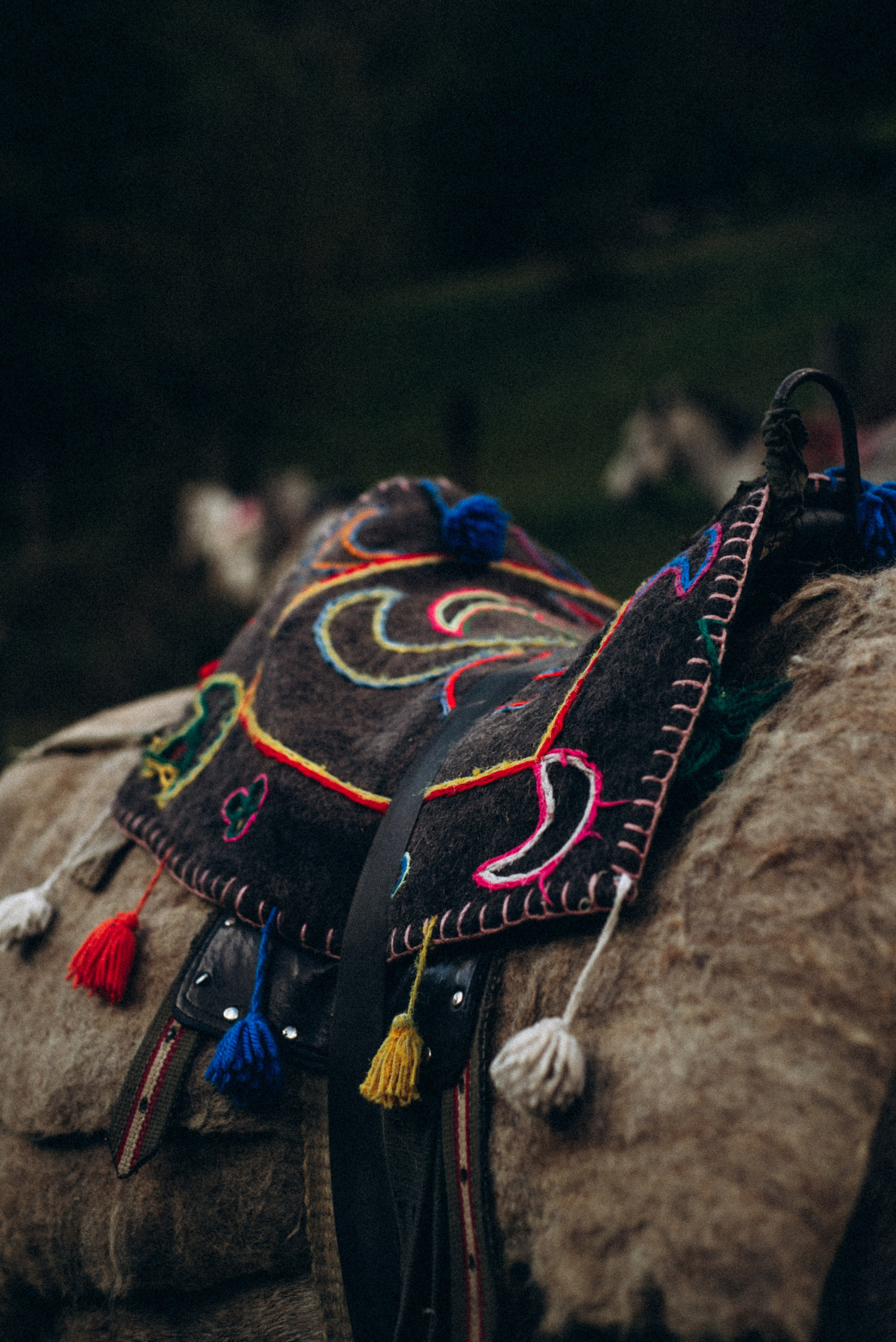 Конный поход 🇬🇪 «PVD Club». Anita_photo