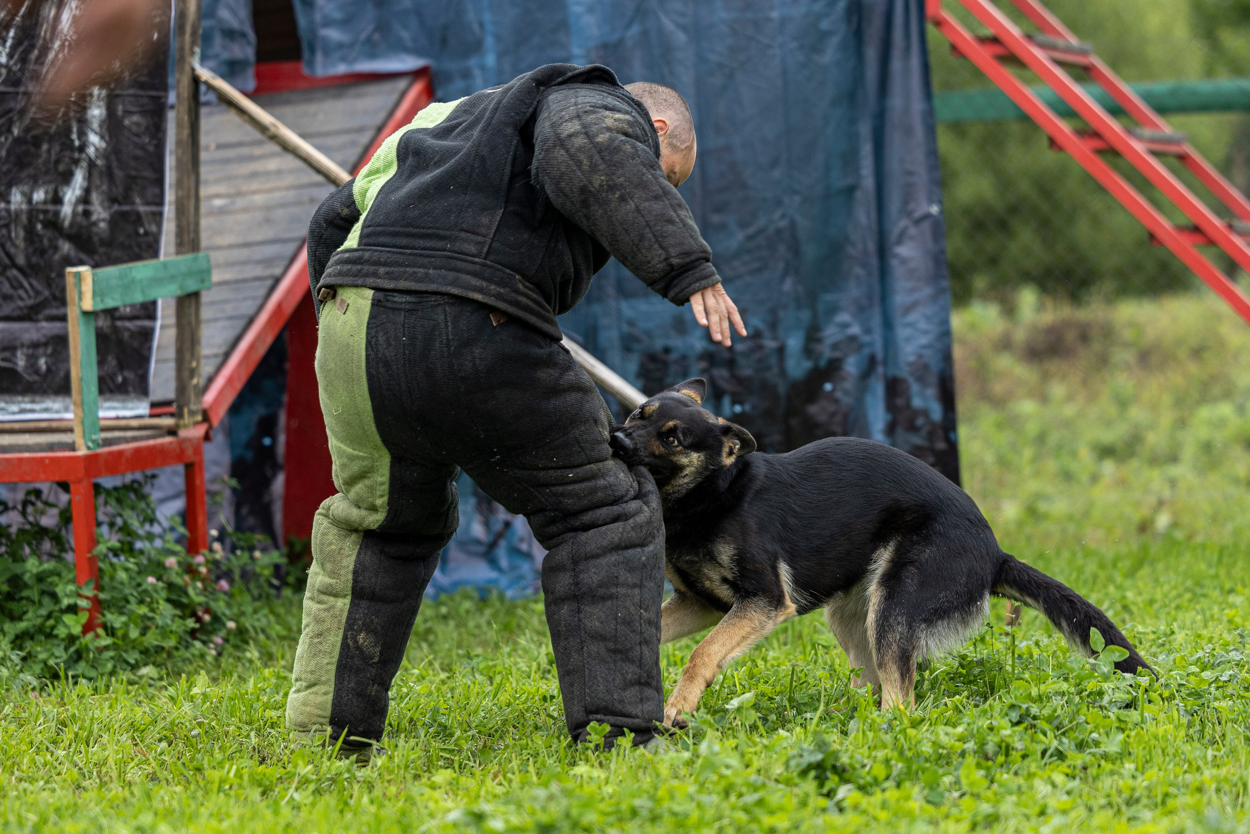 Соревнования по Мондьорингу г. Вологда 10-11.08.2024. Фотограф-анималист Анна Маринич