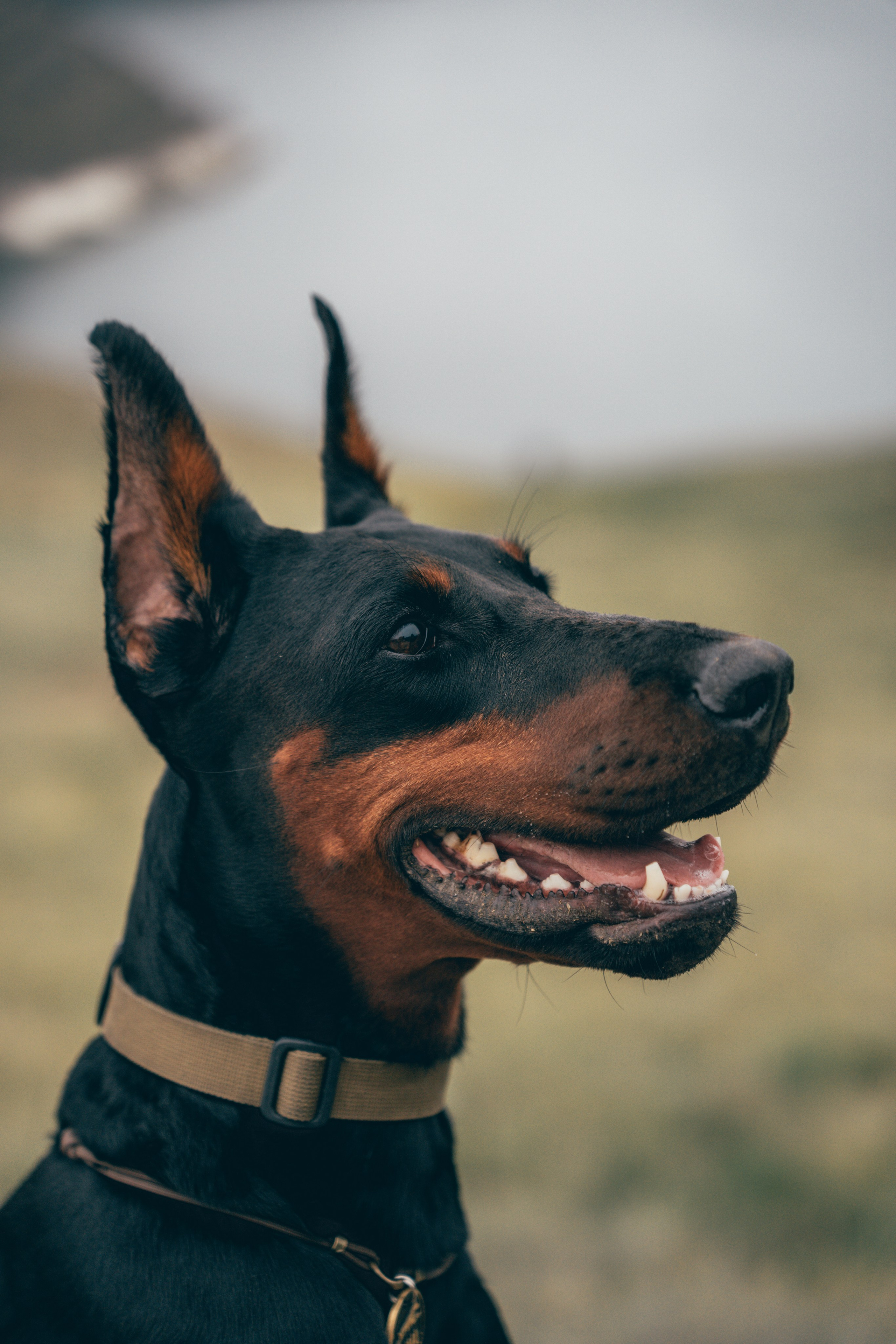 Семейный фото тур с собакой. Фотограф КМВ|ГОРЫ Пятигорск Железноводск Ессентуки Кисловодск Домбай Архыз Эльбрус