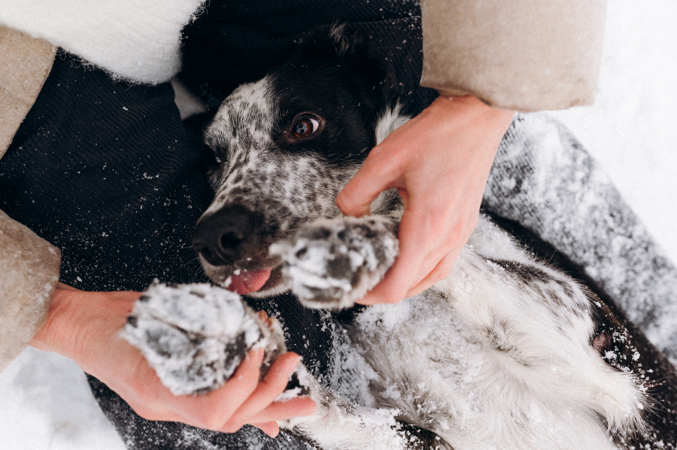 Аня и Милан. Фотограф анималист в Москве Ольга Агушева