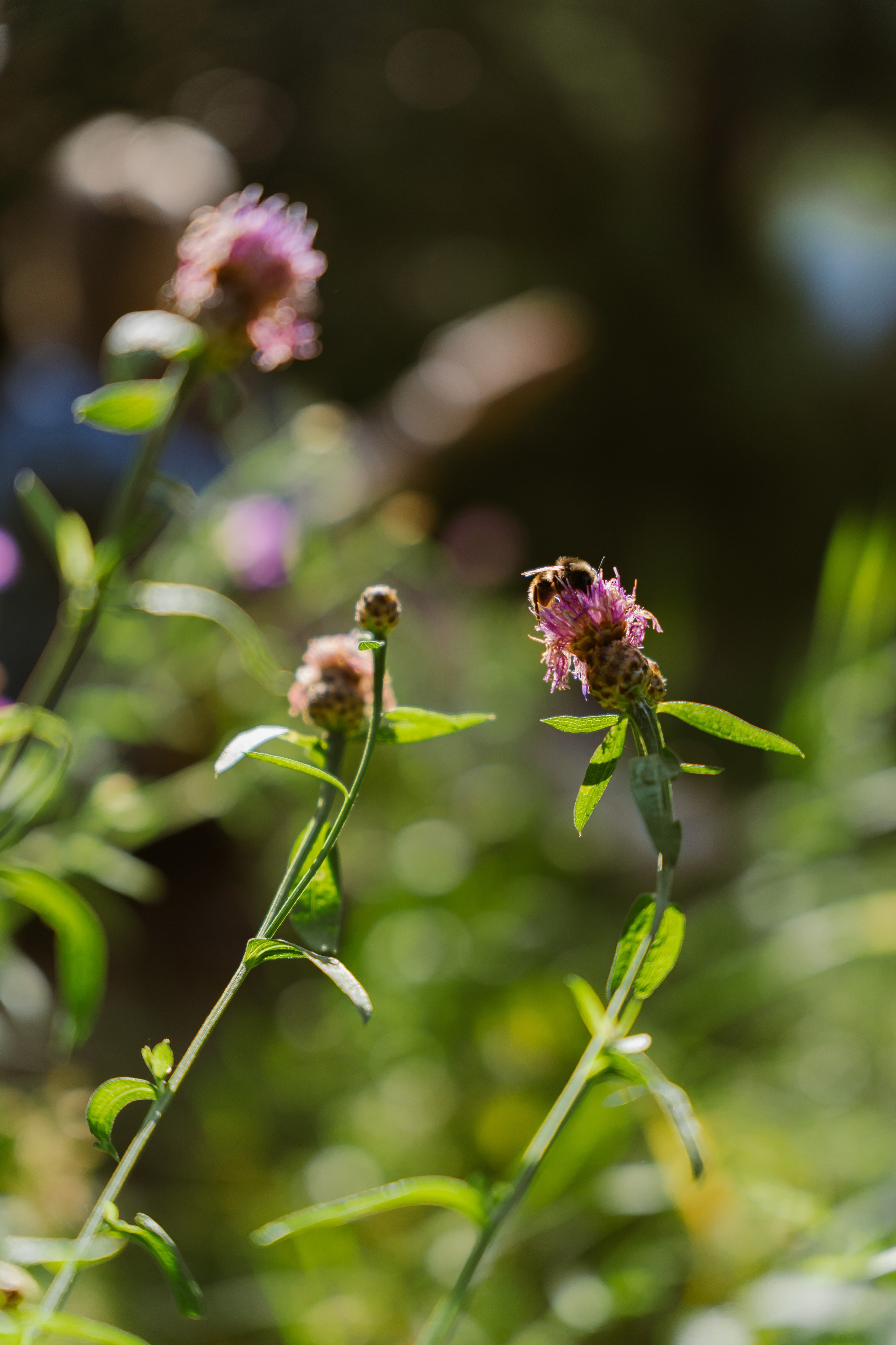 Фотограф в Москве Лера Голубенко