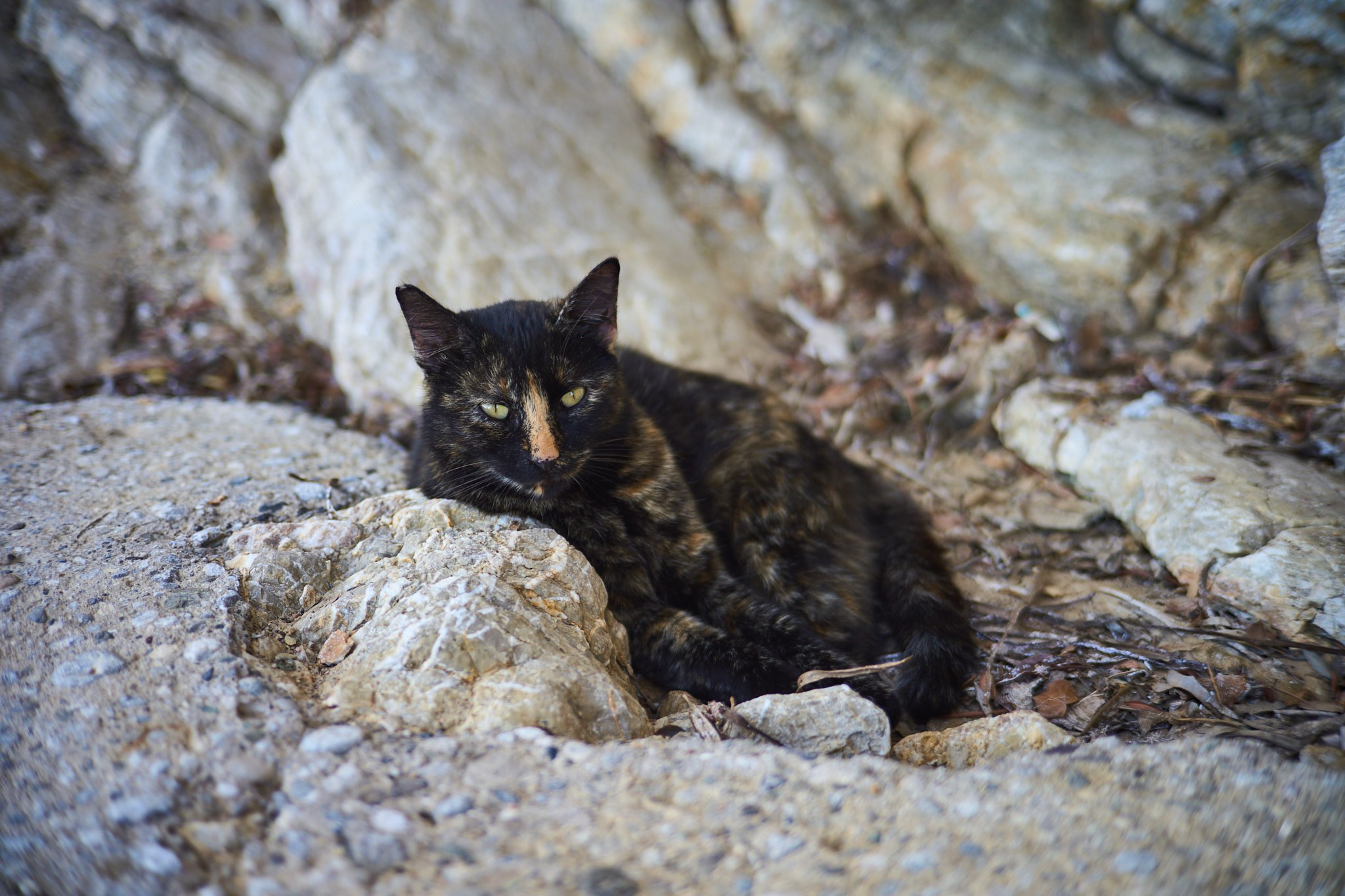 Черногория, сентябрь 2024. Фотограф, Римма Невинская