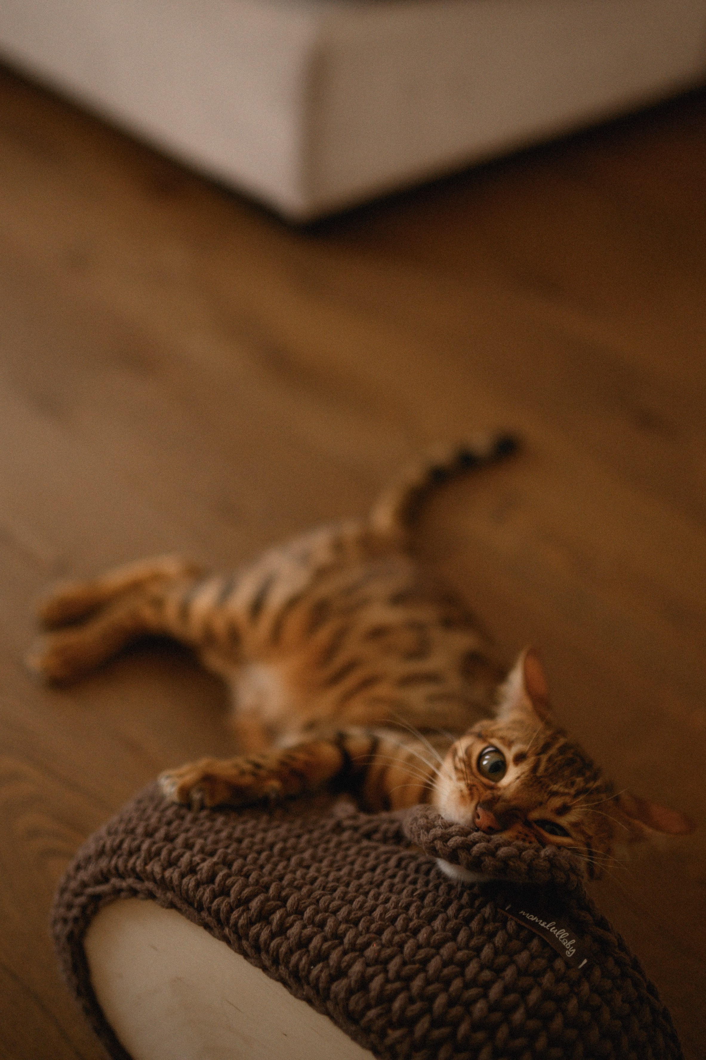 Валентин, Ирина, Евсей, Кира и Агата дома. Семейный и свадебный lifestyle-фотограф в Москве Мария Петрова