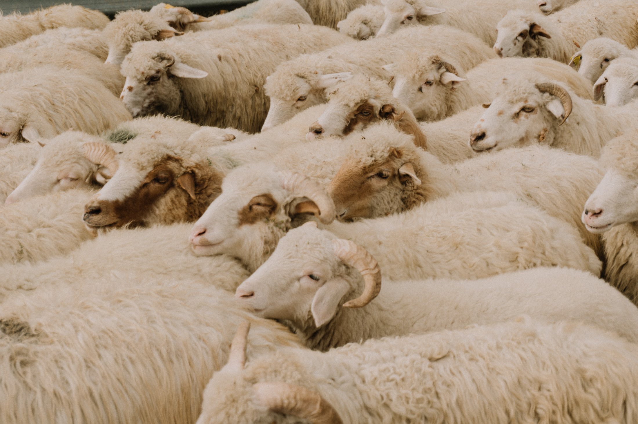 Тбилиси. Алиса Пиневич Фотограф Москва