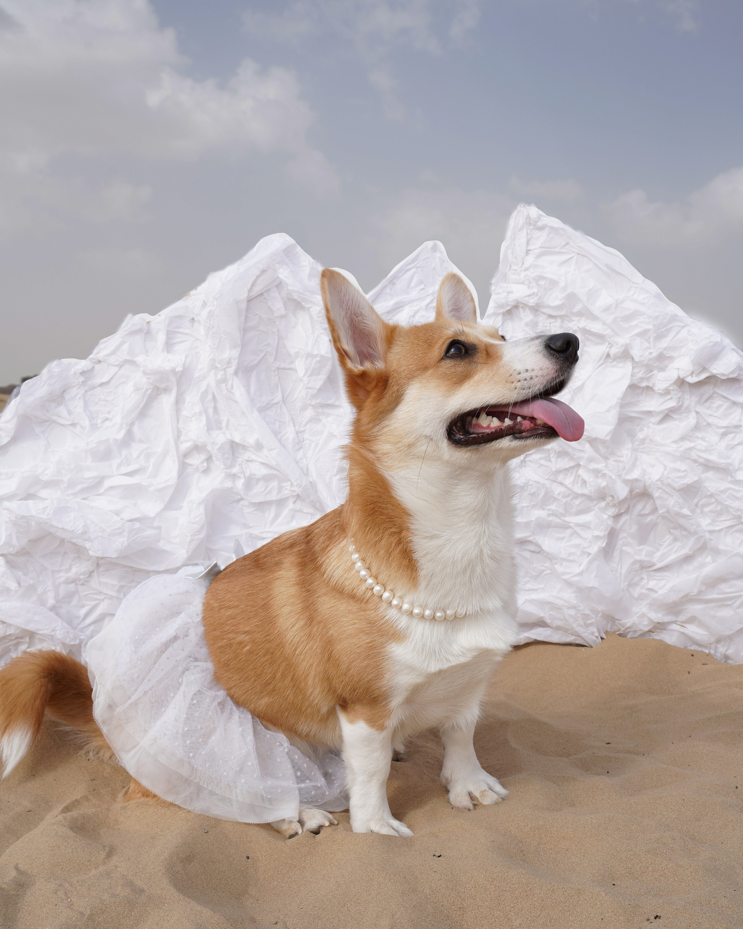 Dogs Christmas trees. Katyavasileva