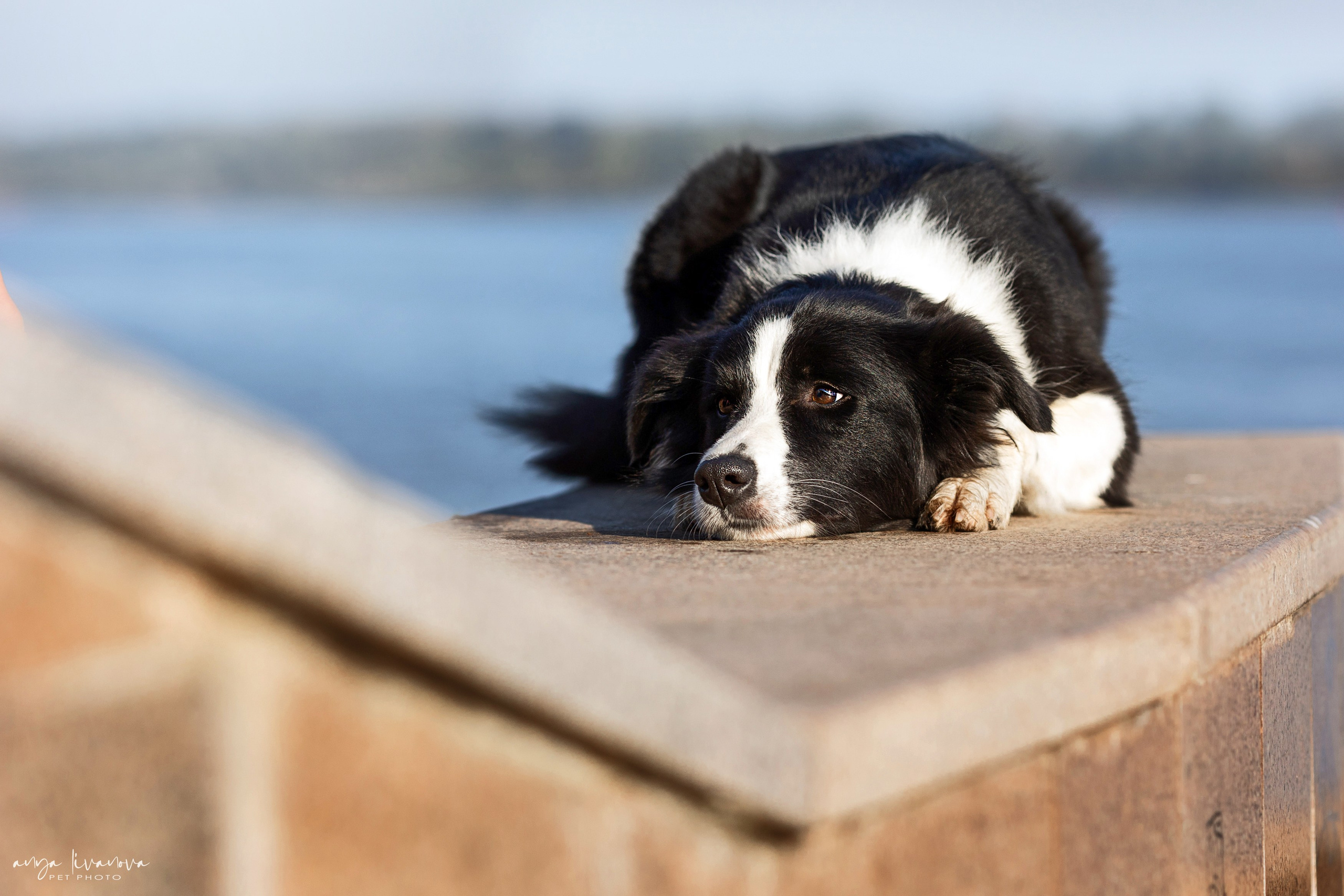Алена и Майли. Фотограф анималист Аня Ливанова | Рыбинск