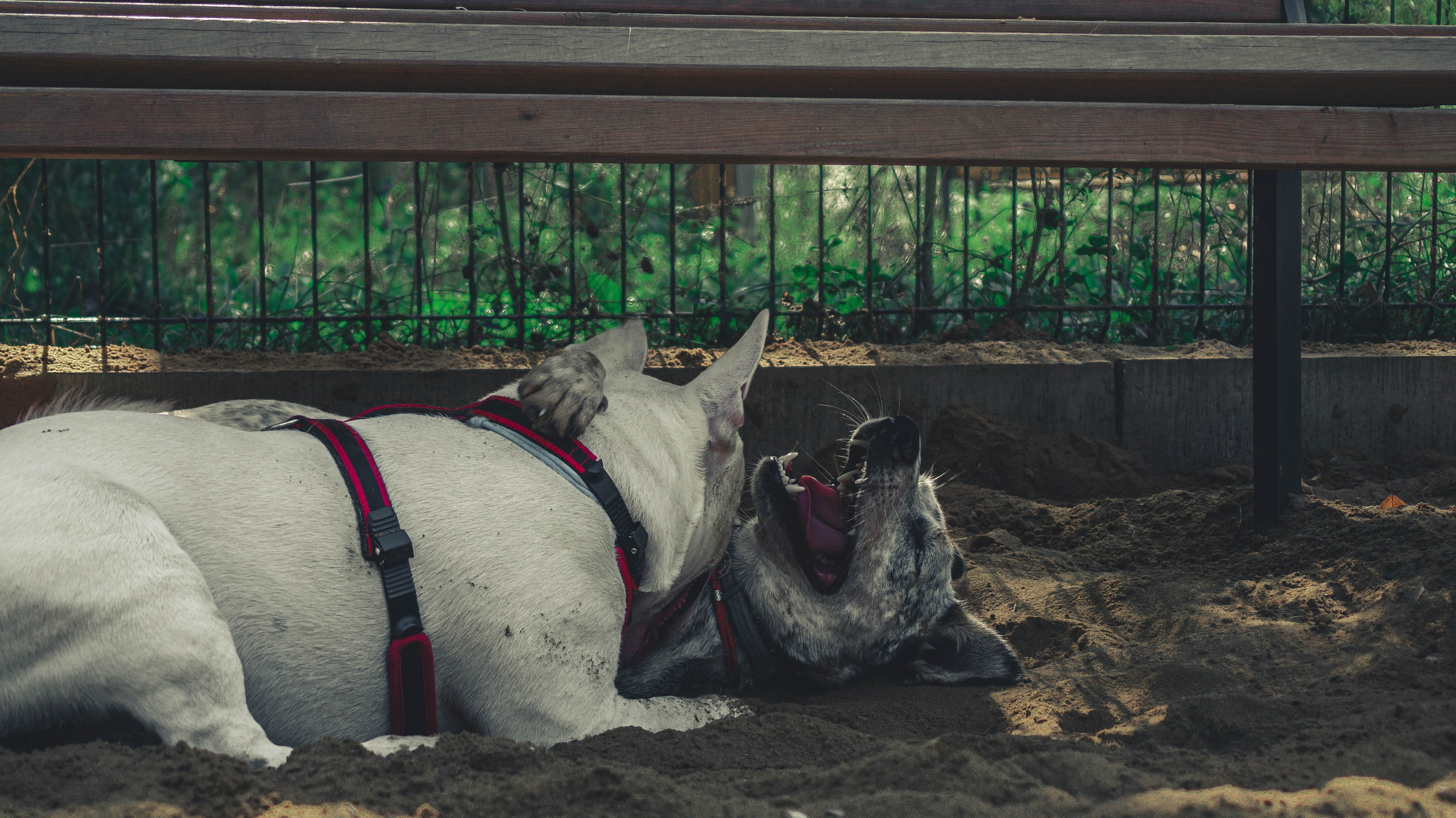 Цунами. Профессиональный фотограф