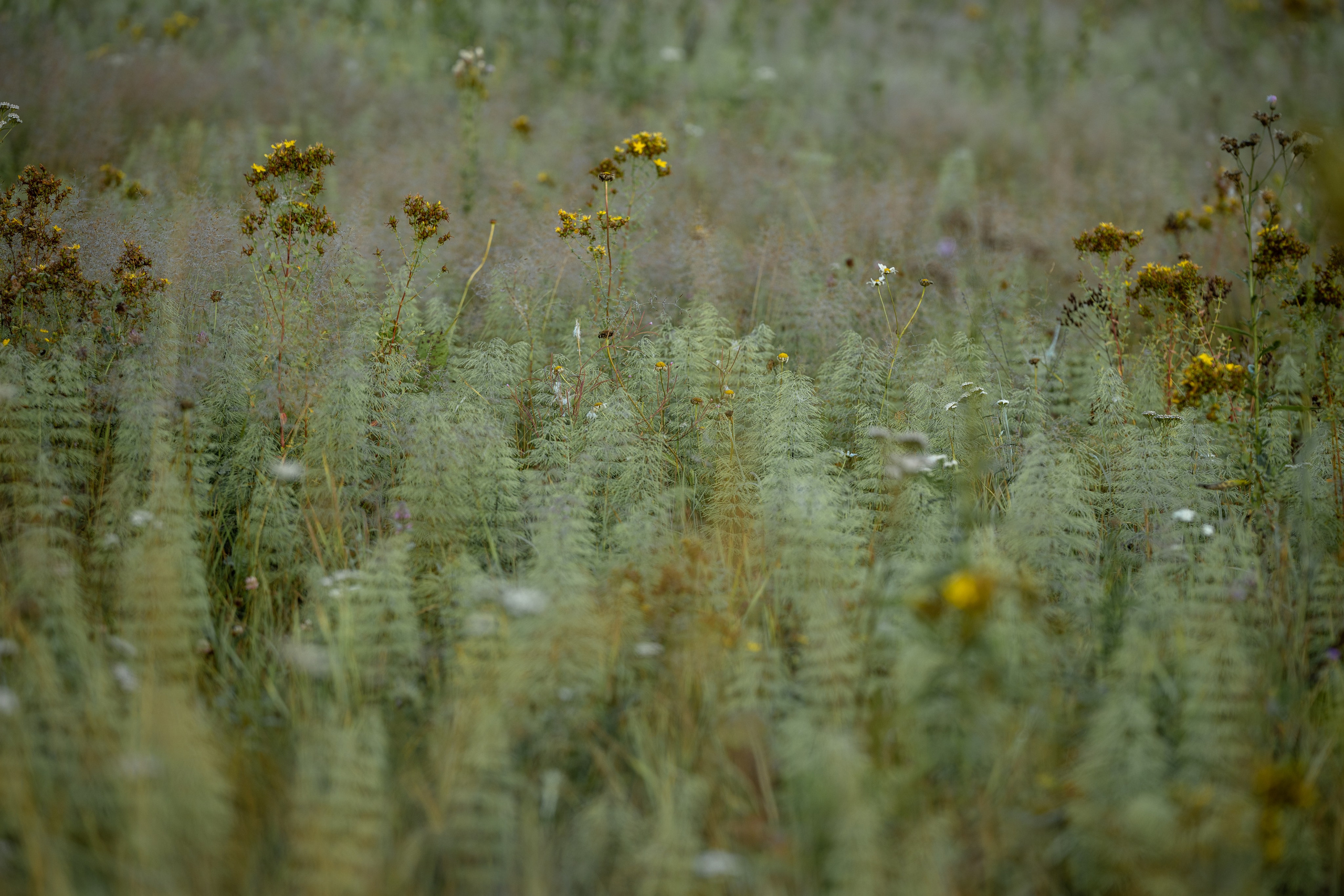 Природные пейзажи. Наталия Клевинскас портретный фотограф в Костроме