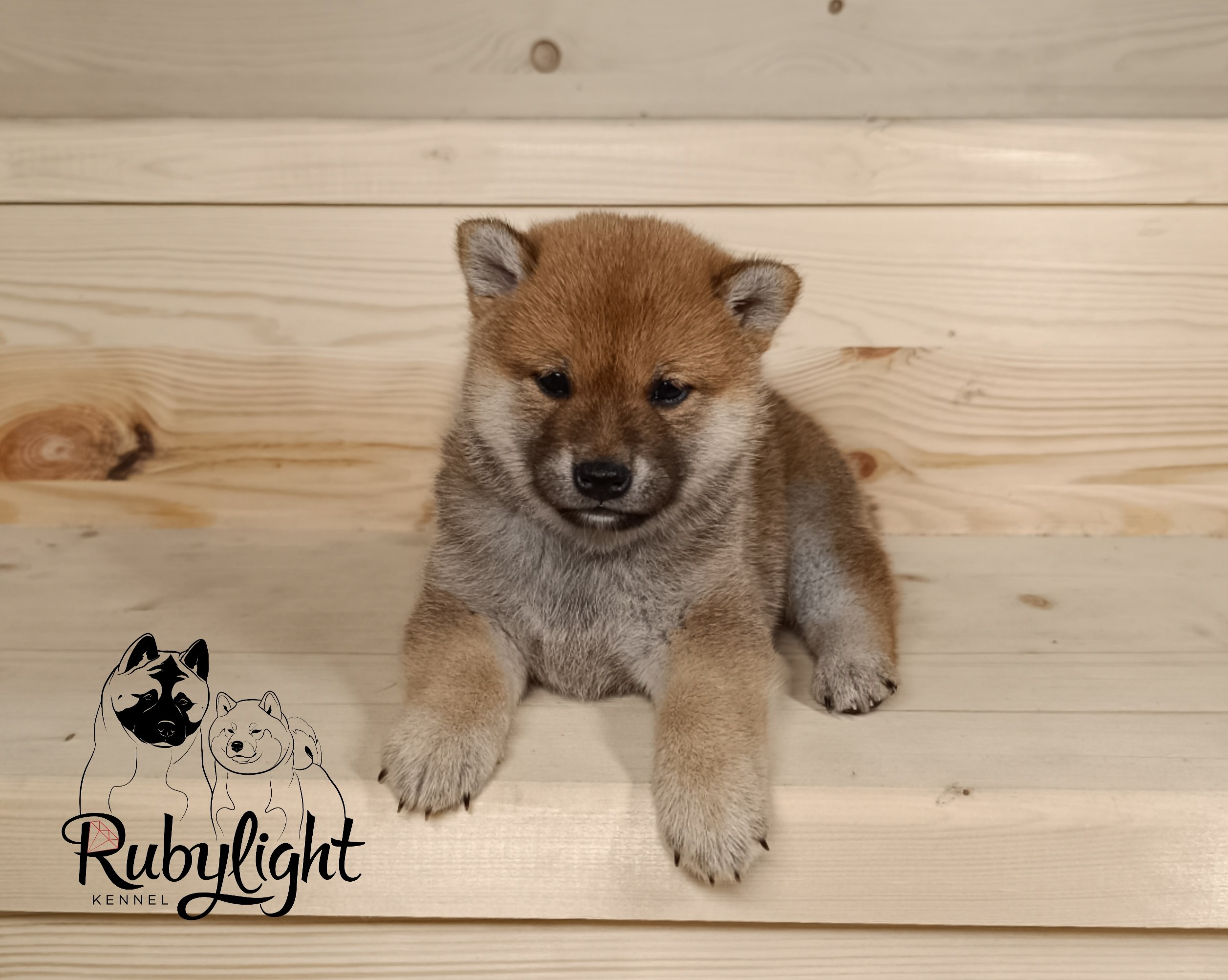 Сиба Rubylight Emma питомник Рубилайт 