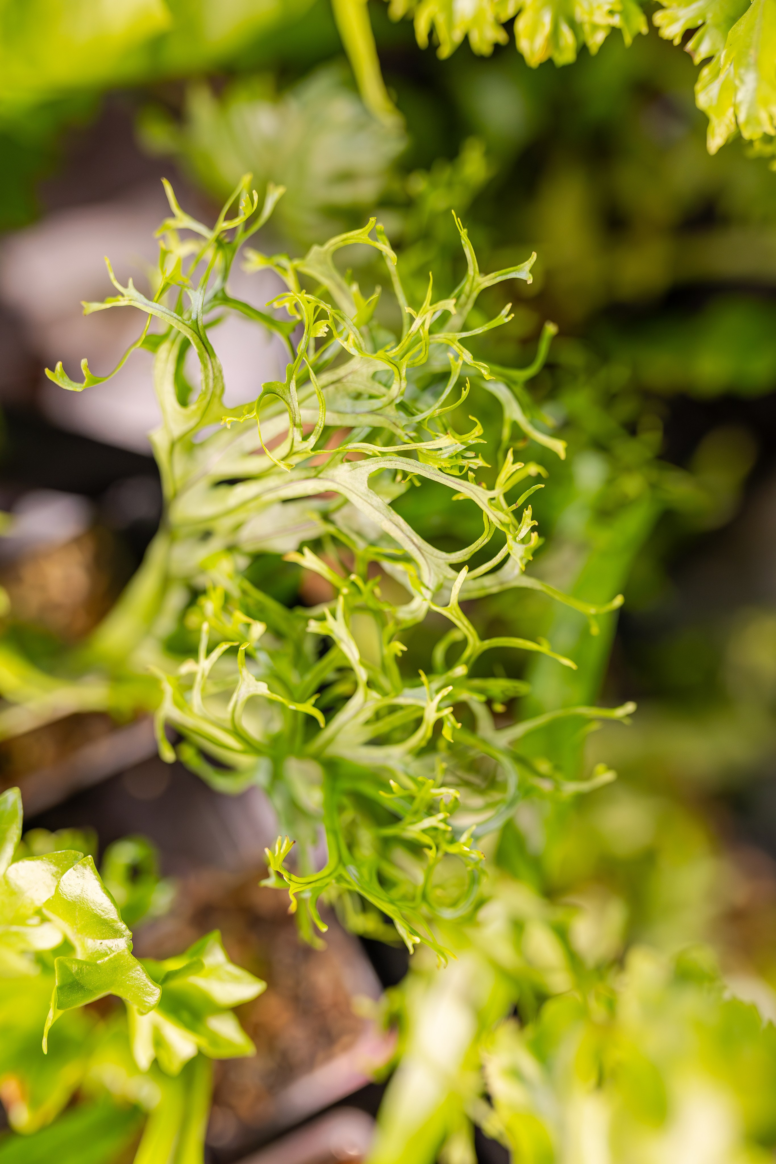 Монстериум апрель 2026. Александра Куликова фотограф, Москва