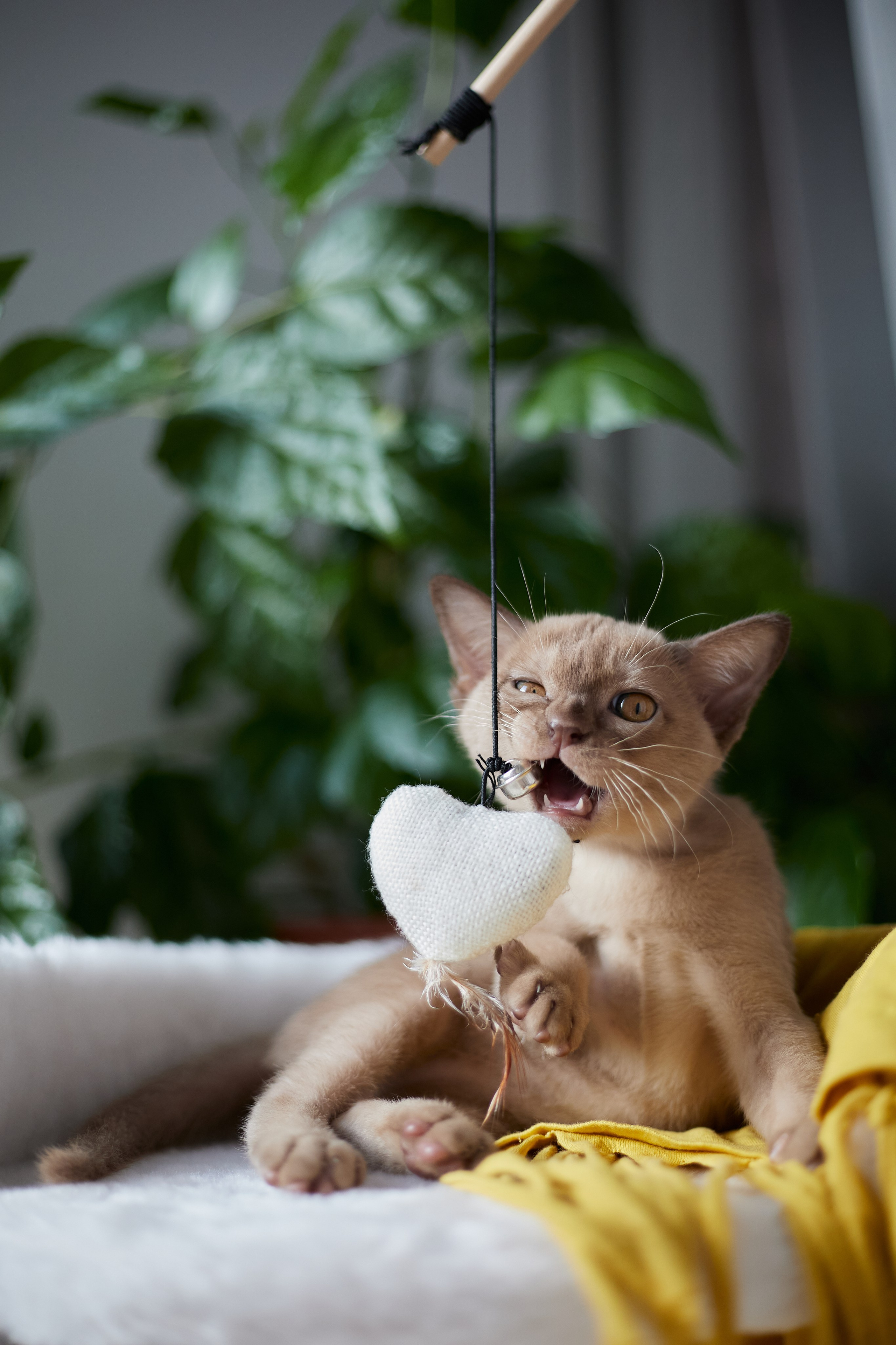 Jordan-Teo (Саратов). Питомник «Bouncy Life»