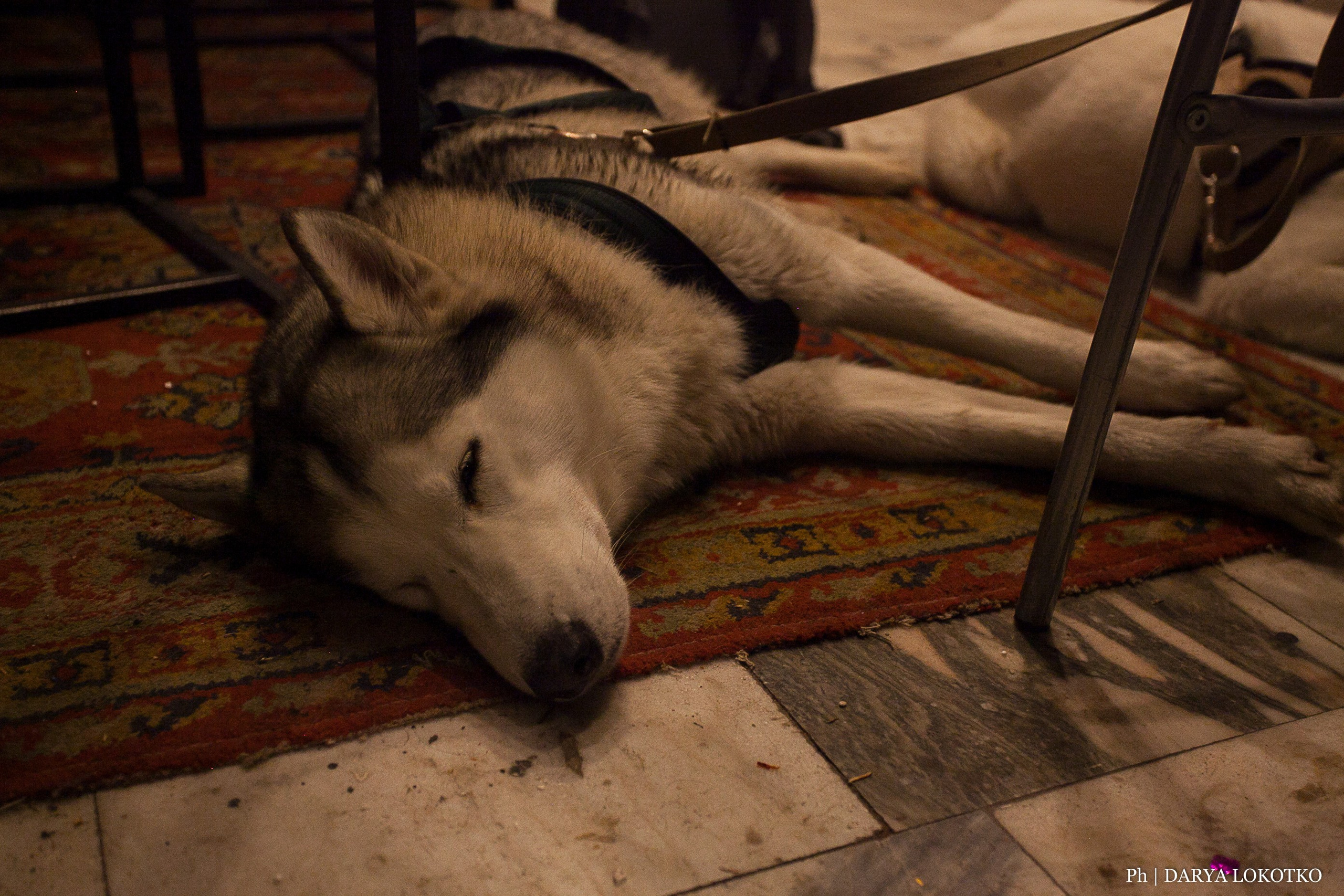 Фотоквартирник. Фотограф Дарья Локотко в Красноярске